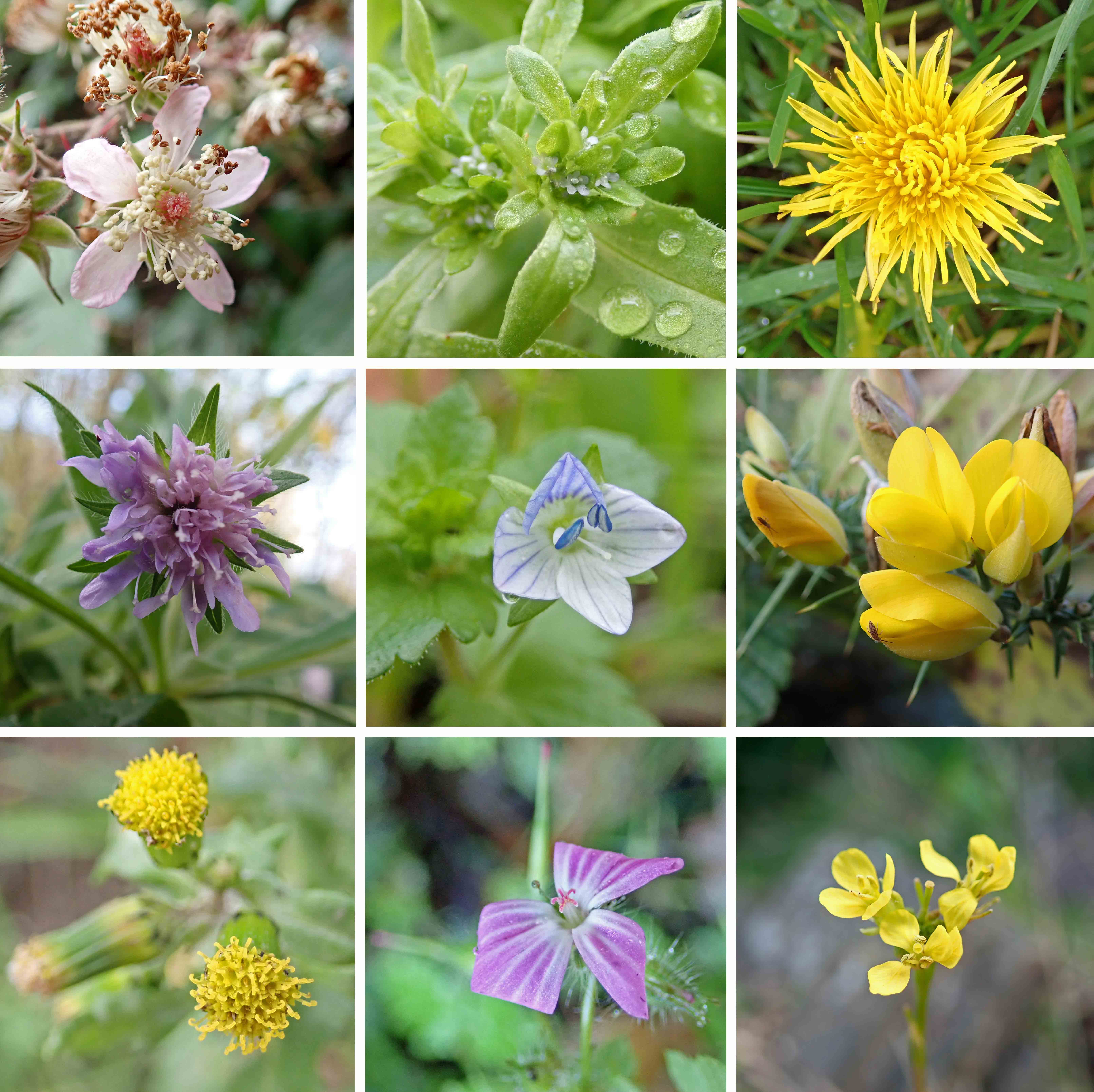 241201 wildflowers (1)