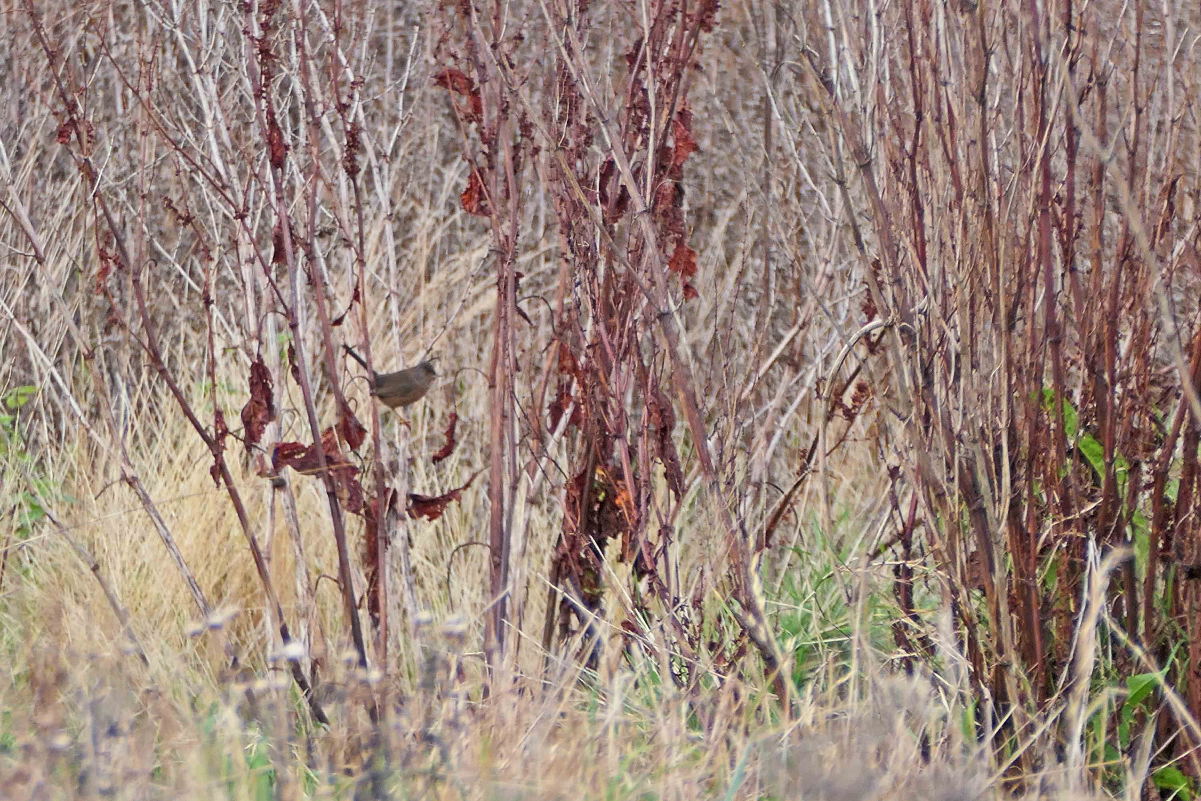 241204 dartford warbler (2)
