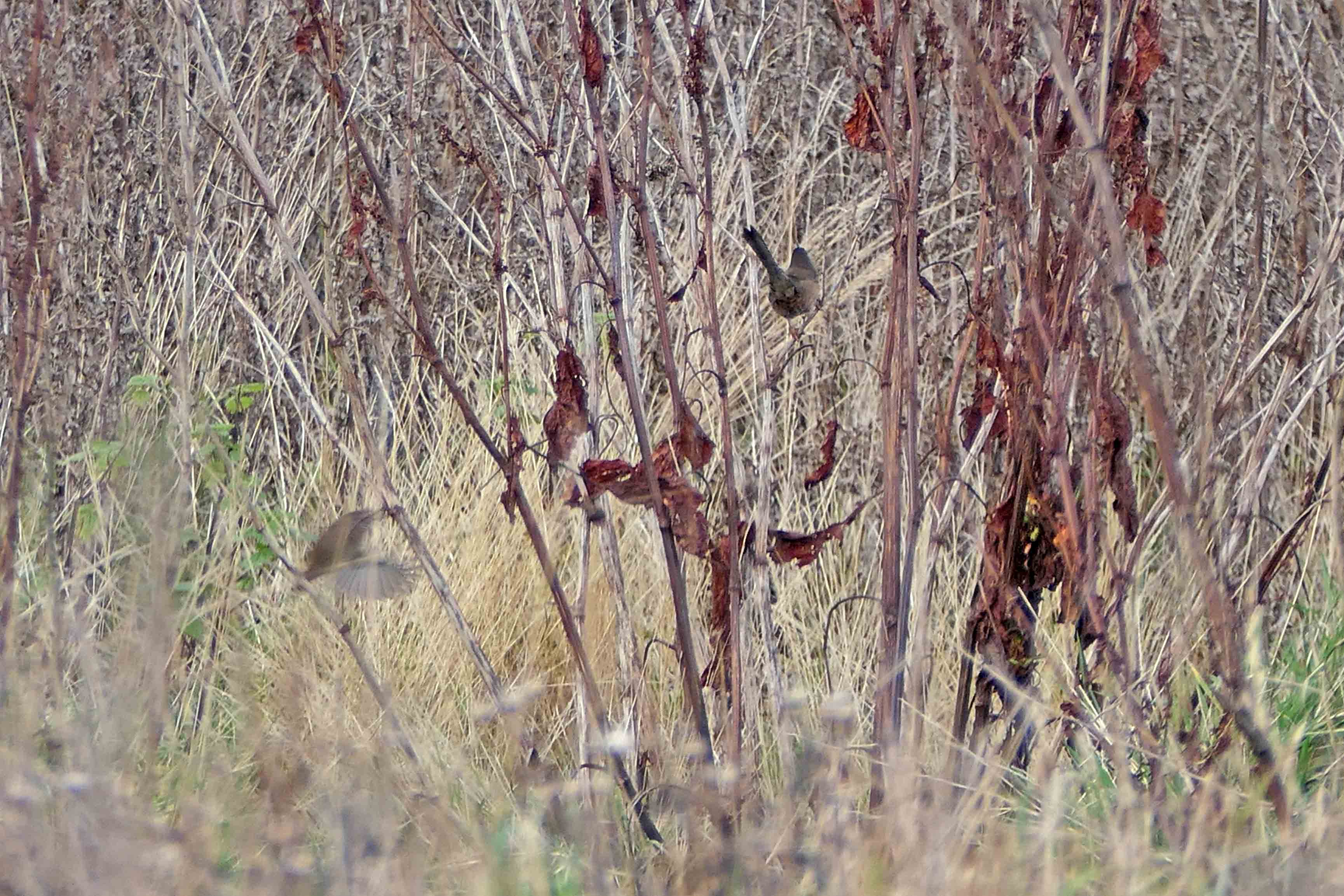241204 dartford warbler (3)