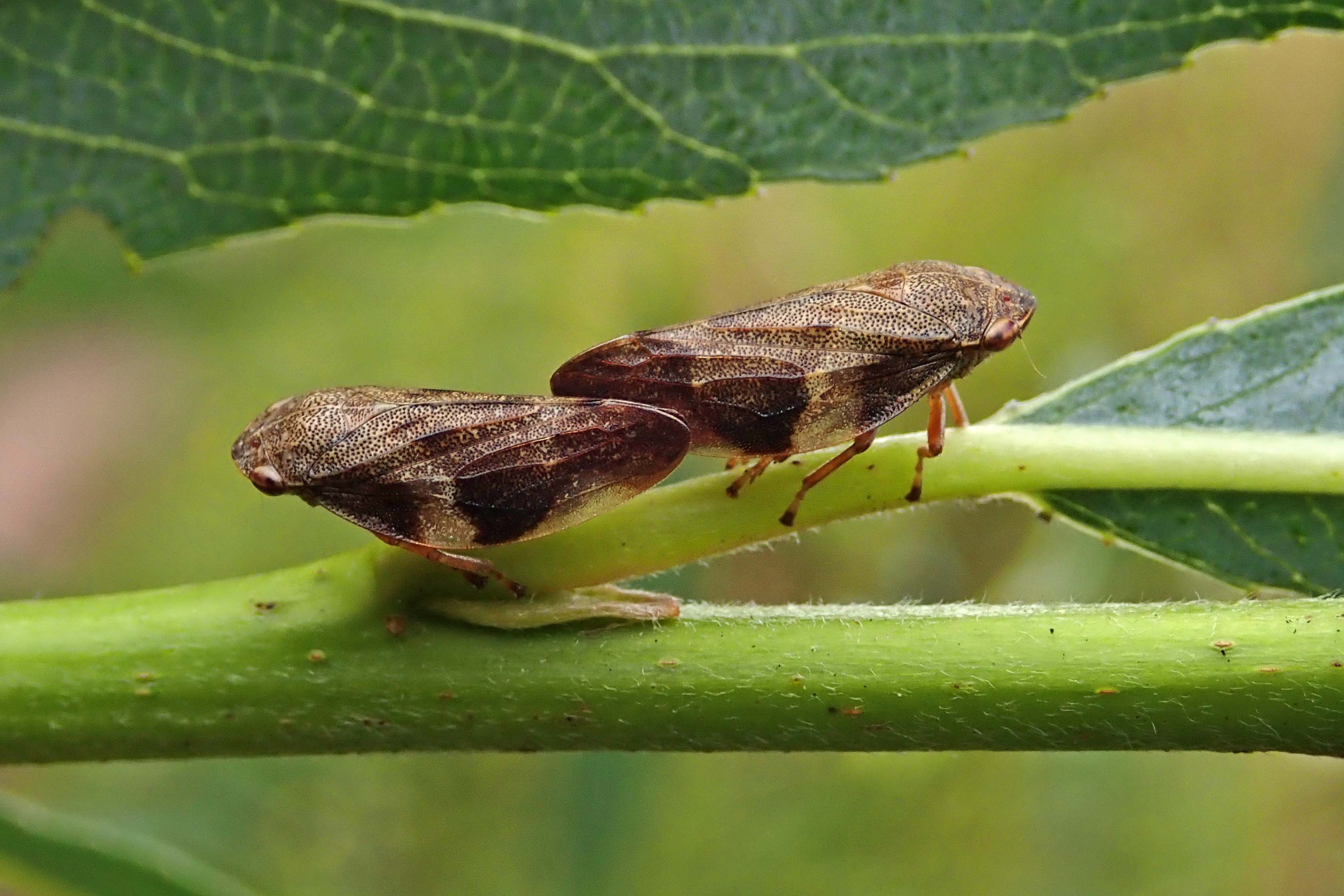 241206 a is for Alder spittlebug (1)