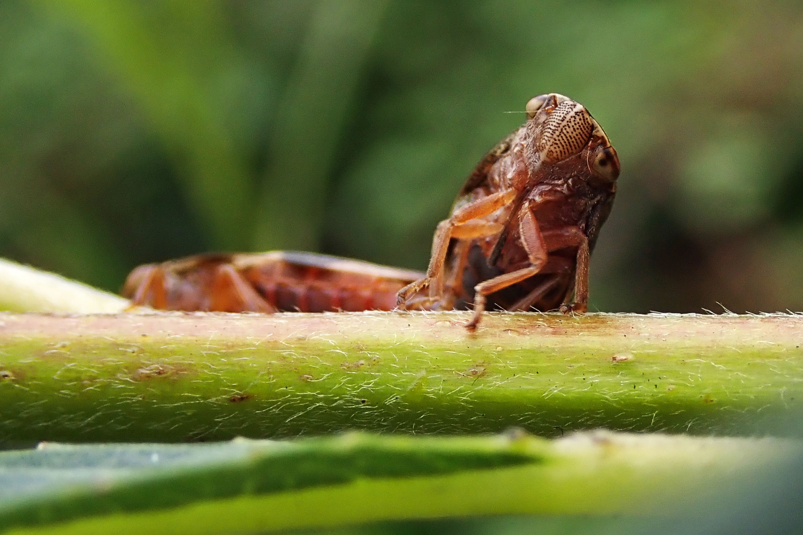 241206 a is for Alder spittlebug (2)