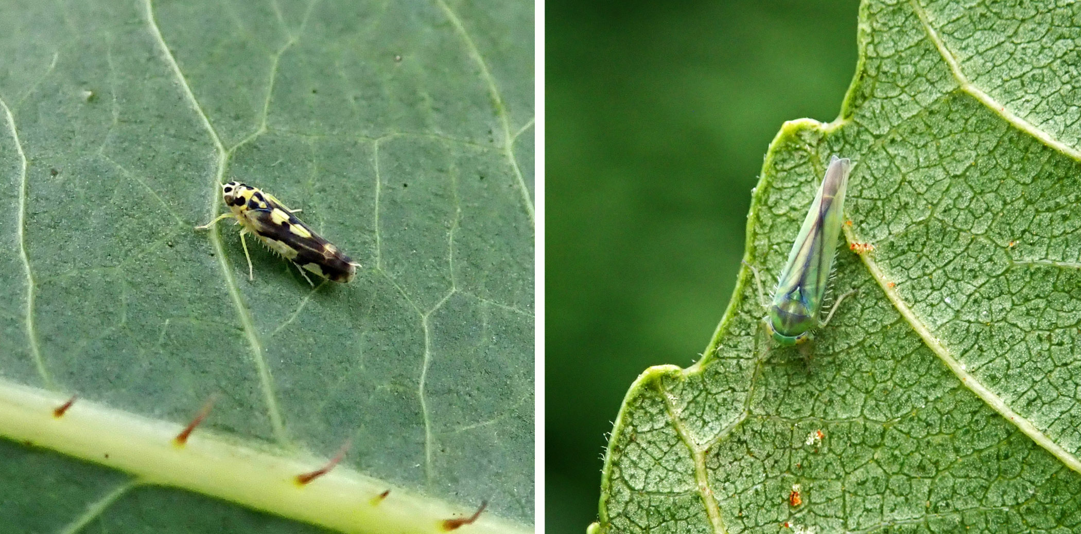 241208 c is for cicadellidae Eupteryx aurata and kybos sp
