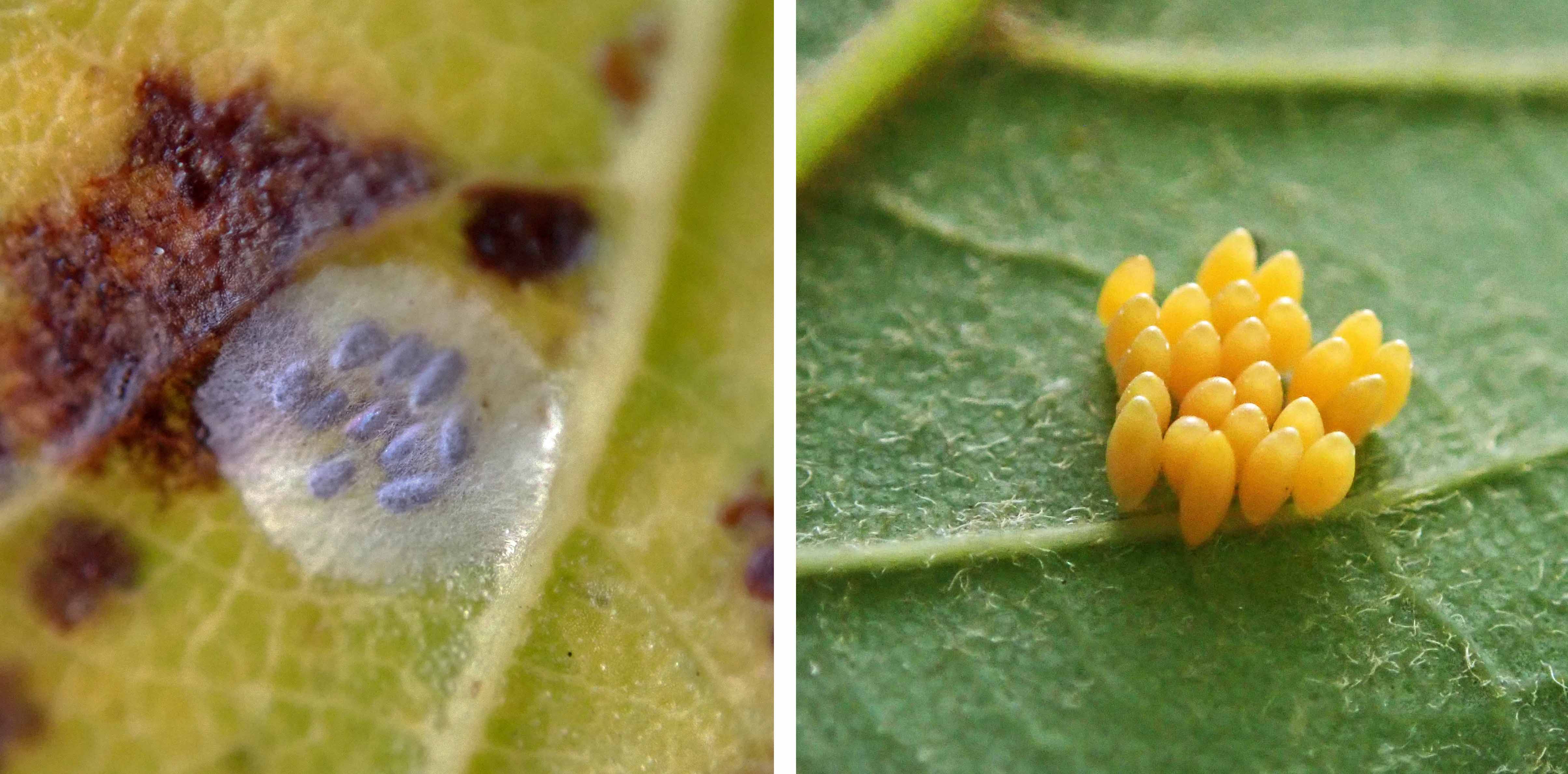 241210 e is for EGGS barkfly and ladybird