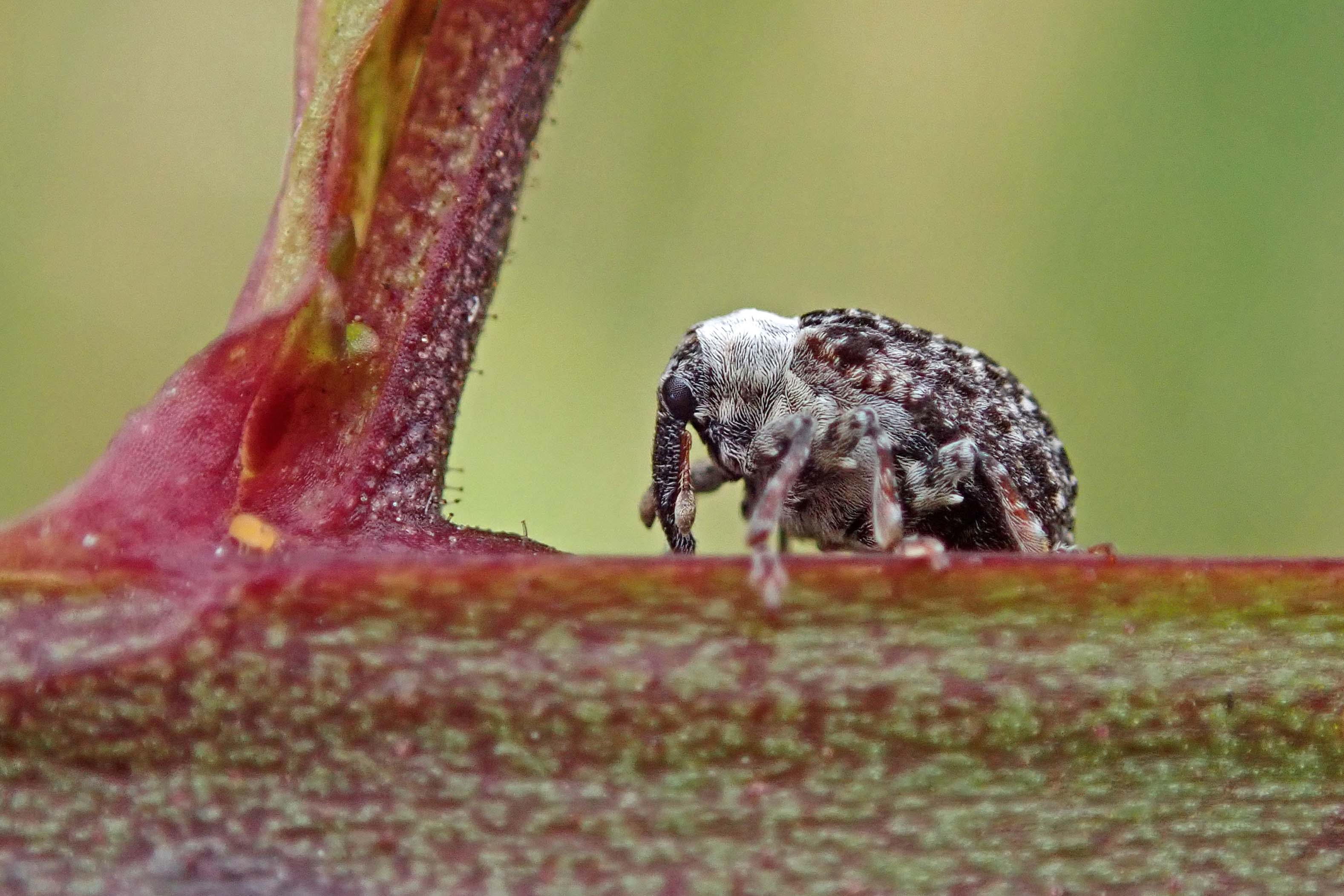 241211 f is for figwort weevil (2)