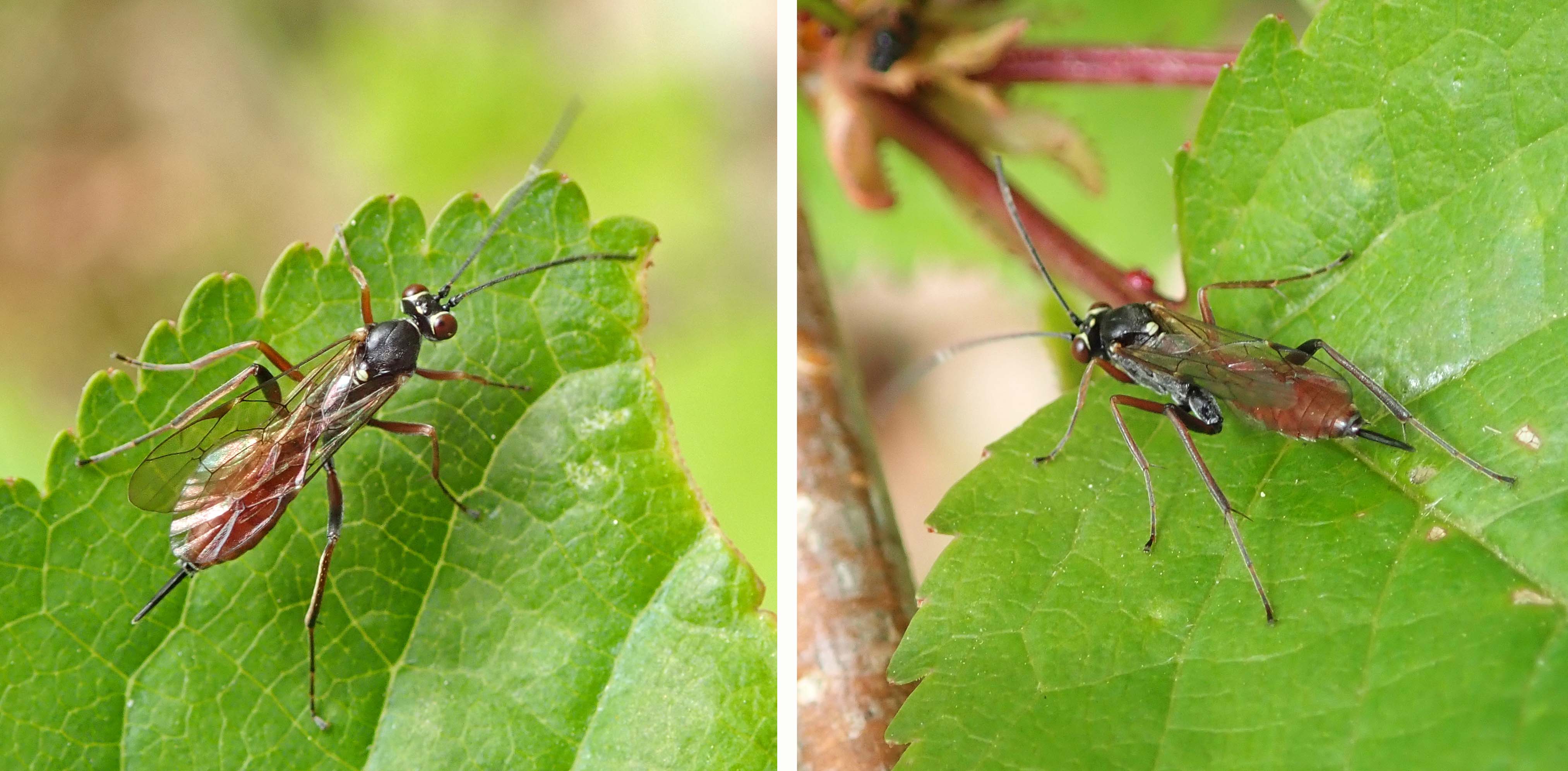 241214 i is for ichneumon Ischnus inquisitorius