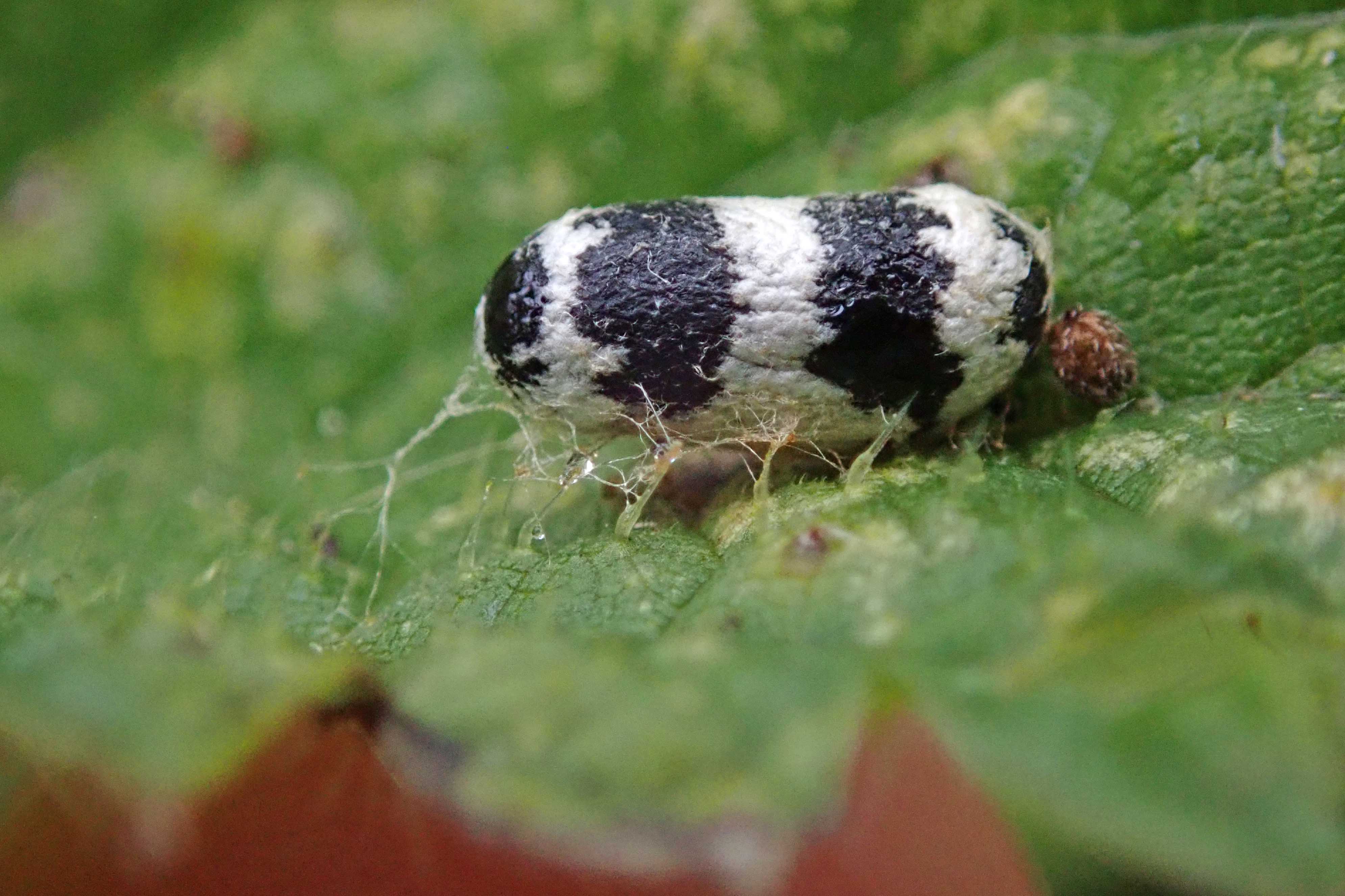 241214 i is for ichneumon