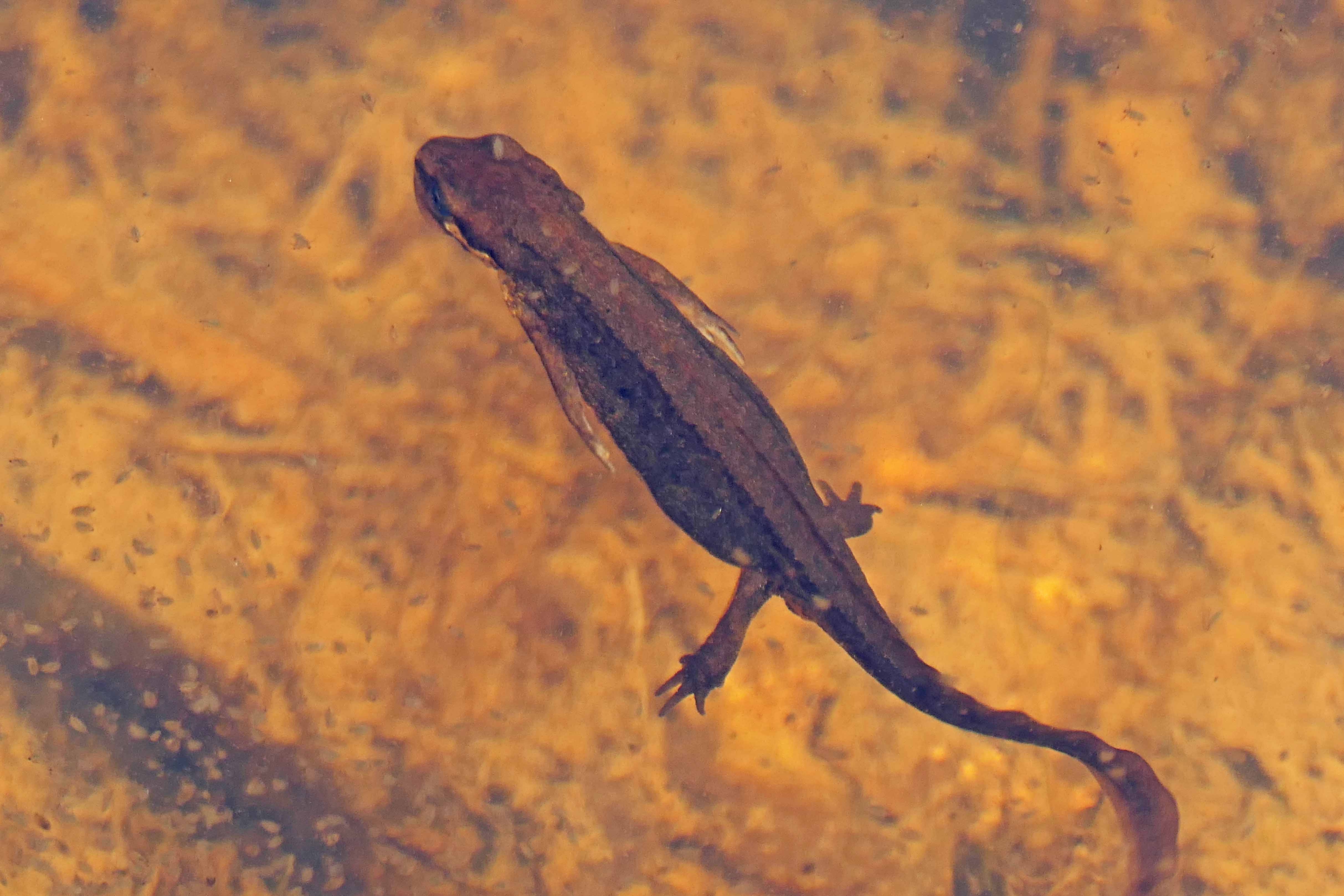 241219 n is for newt