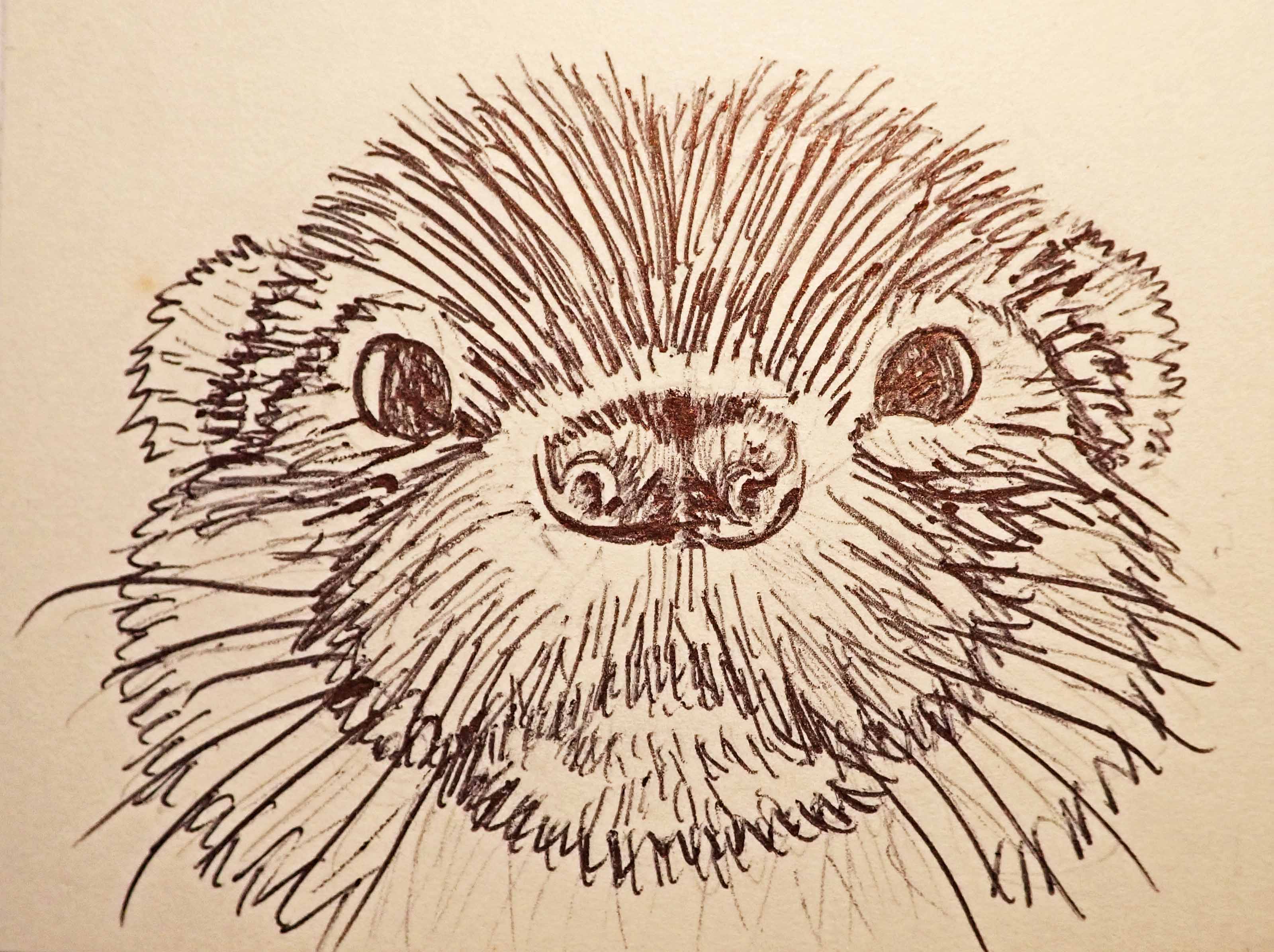 241220 o is for otter