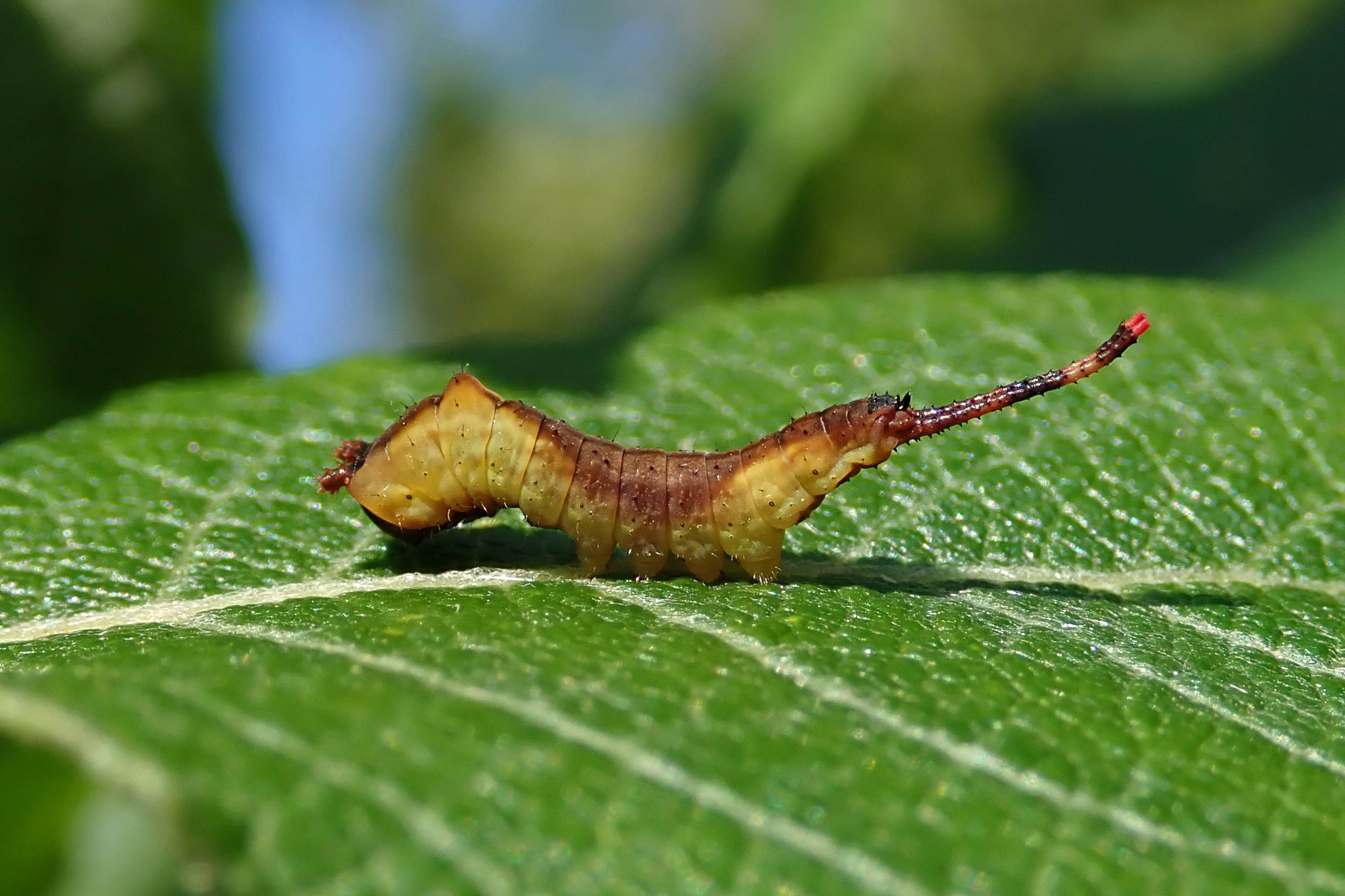 241221 p is for puss moth larva