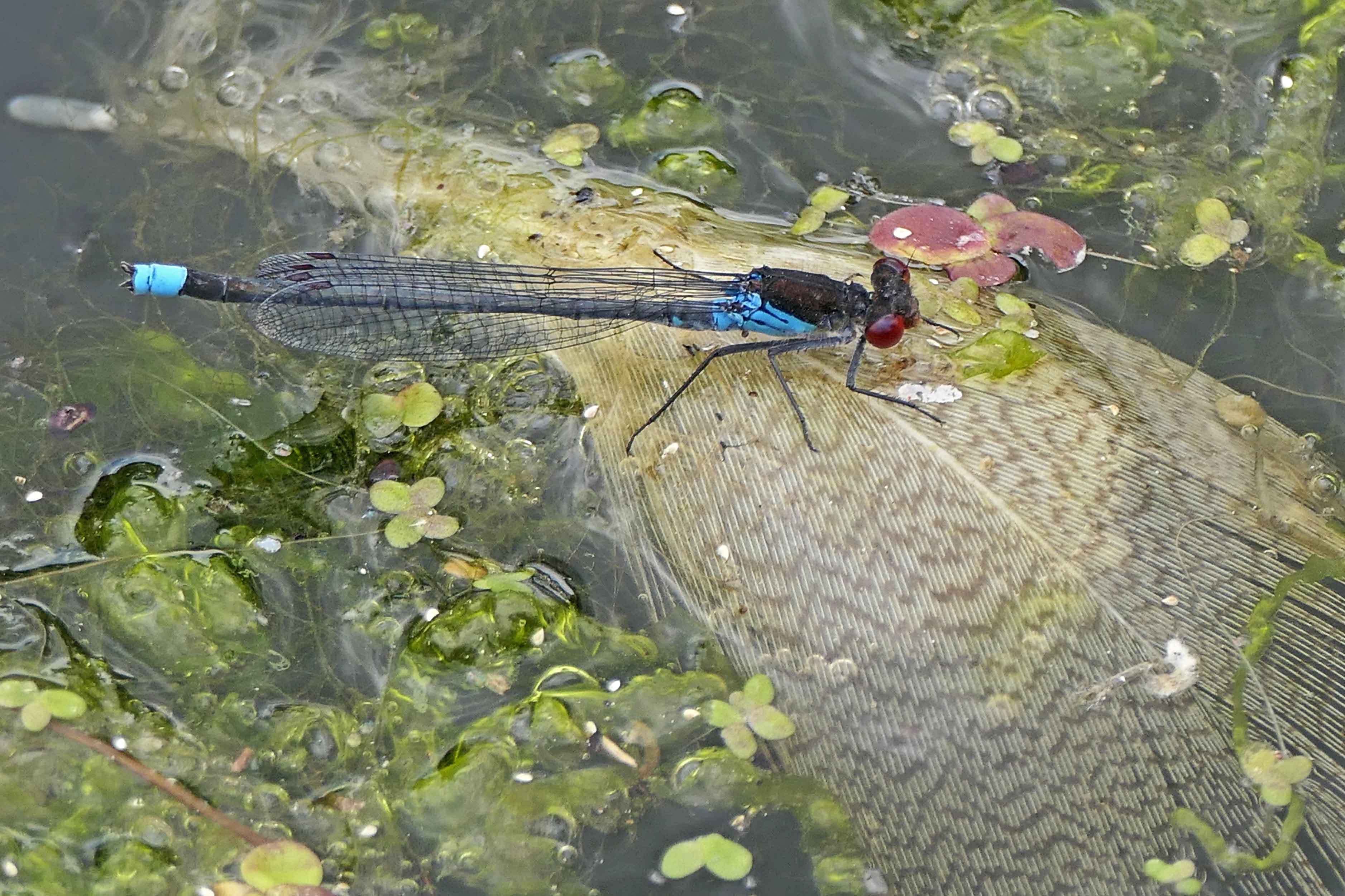 241223 r is for red-eyed damselfly