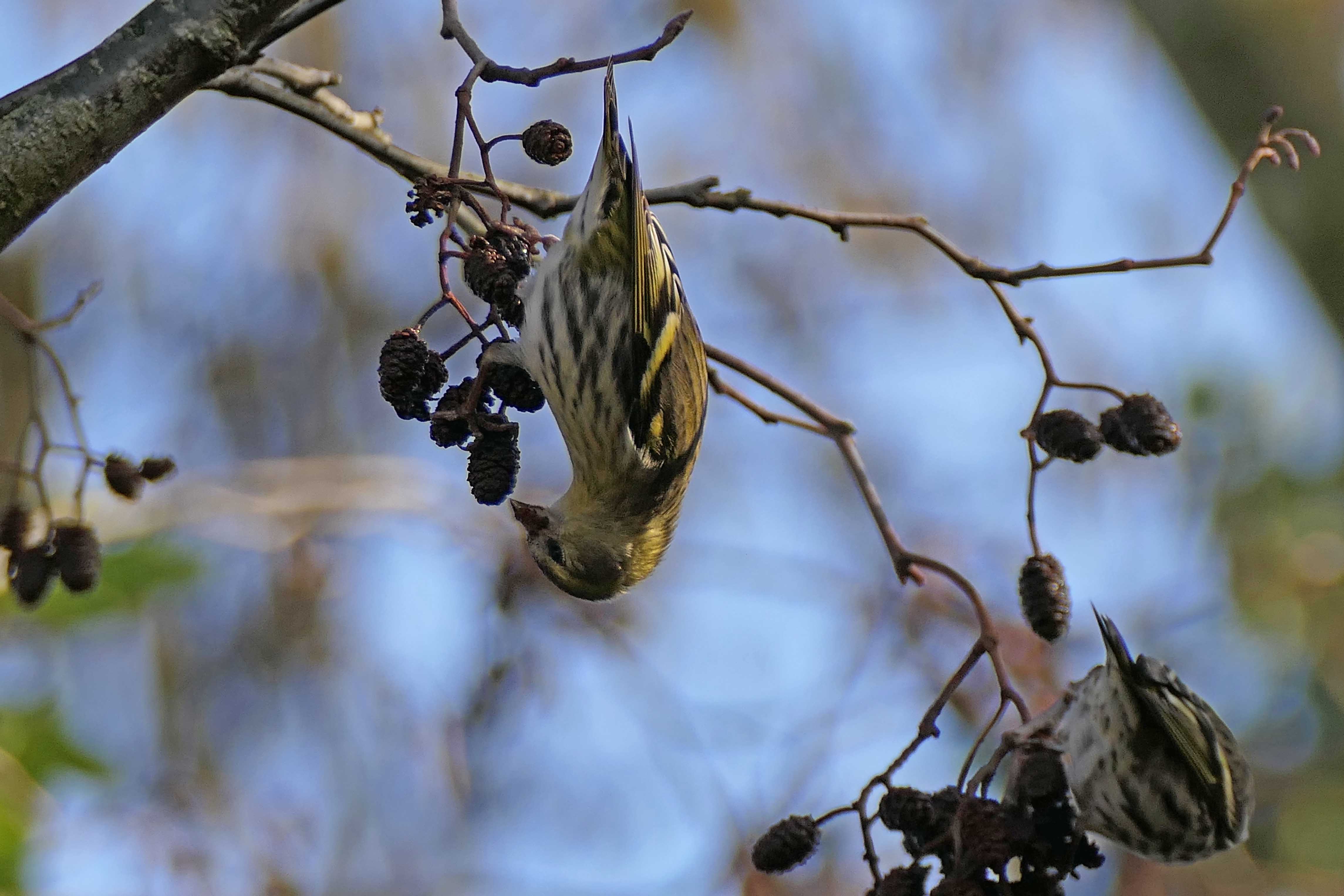 241224 s is for siskin