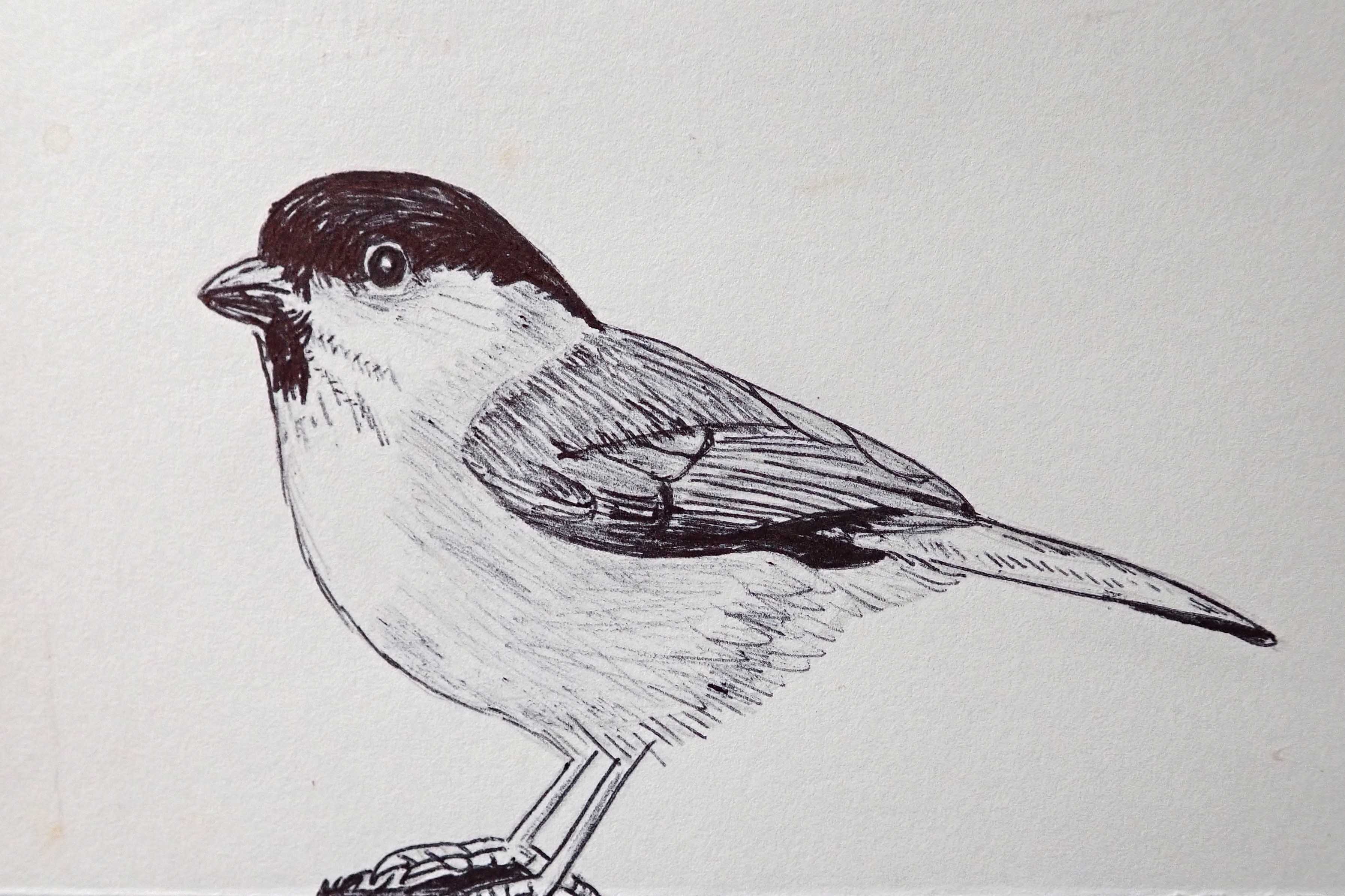 241224 t is for tit 1 marsh