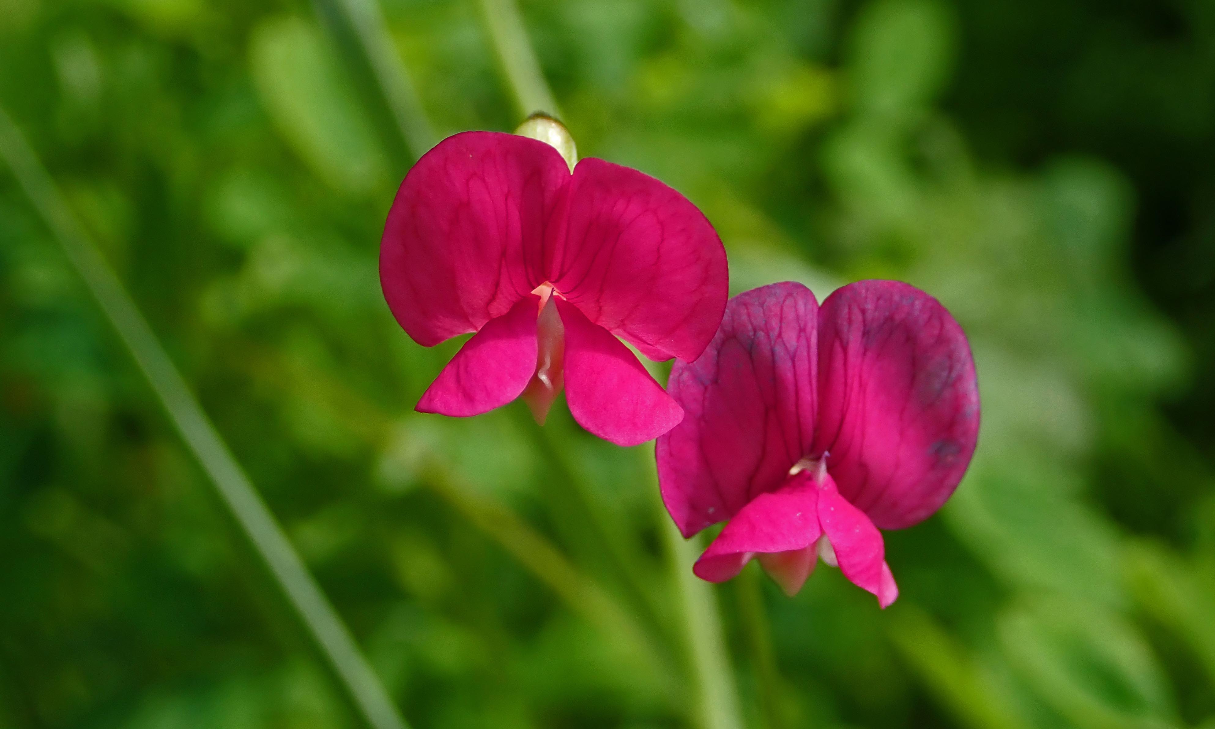 241227 v is for vetch grass vetchling