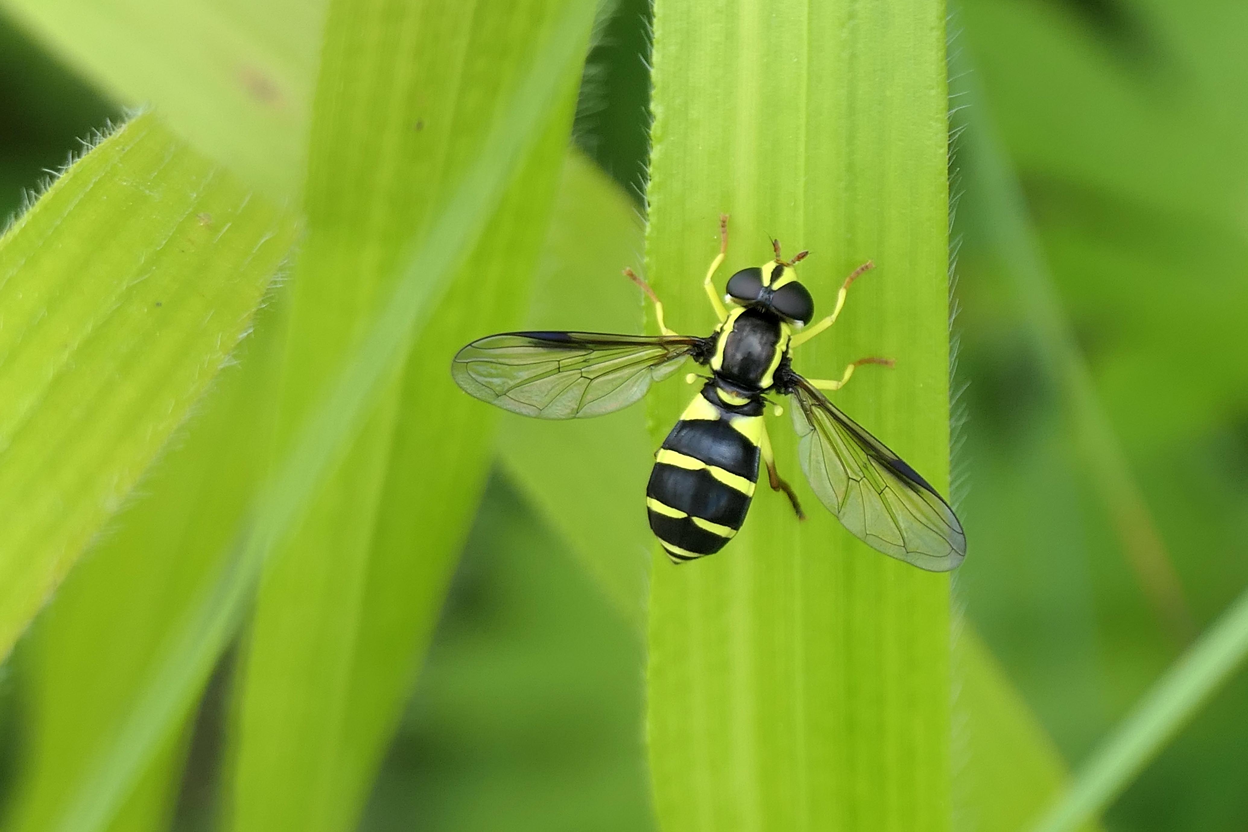 241229 x is for Xanthogramma pedissequum