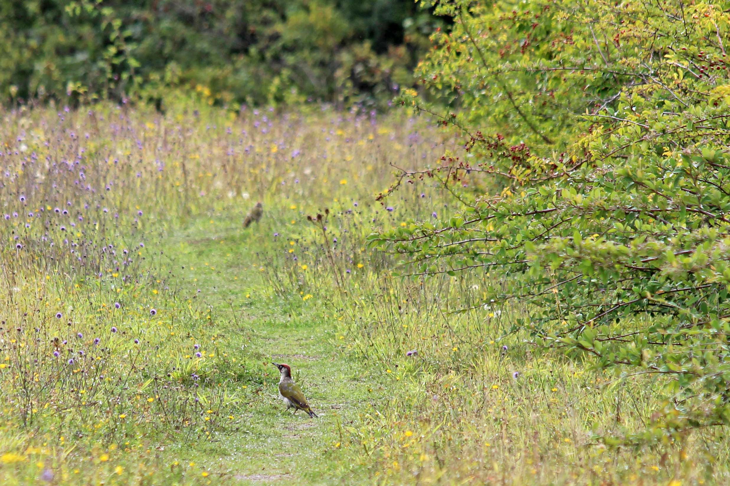 241230 y is for yaffle (1)