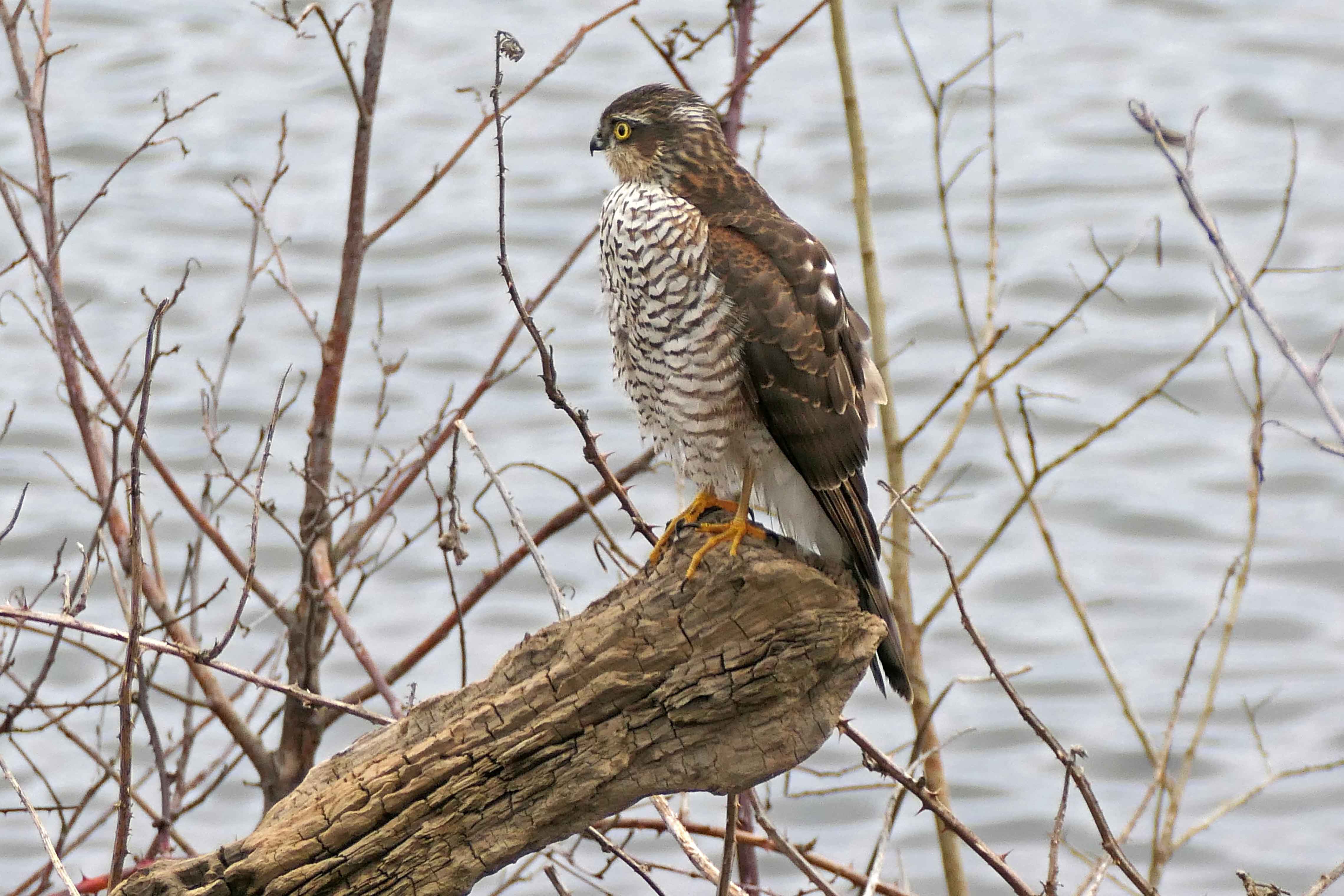 250101 sparrowhawk (1)