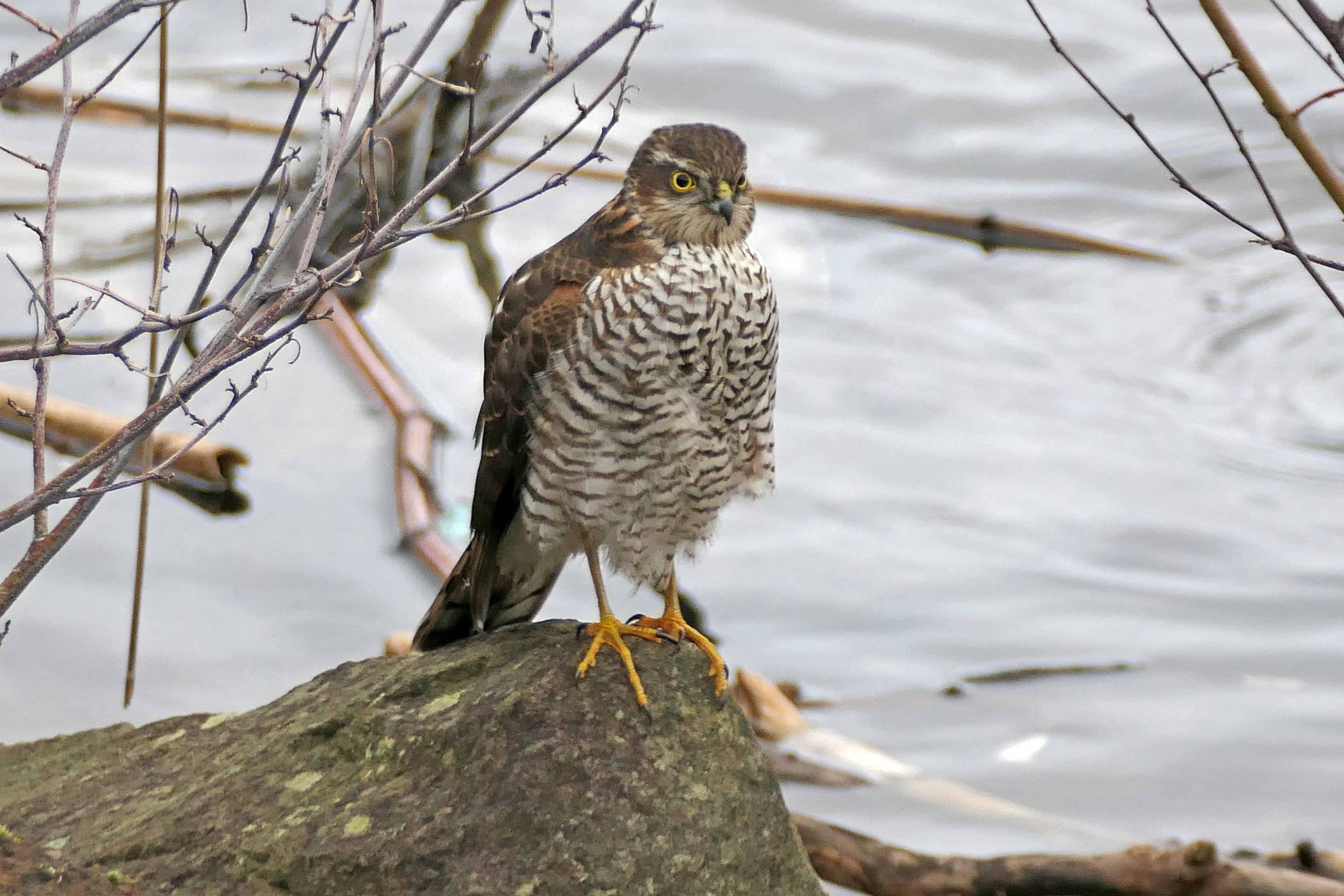 250101 sparrowhawk (2)