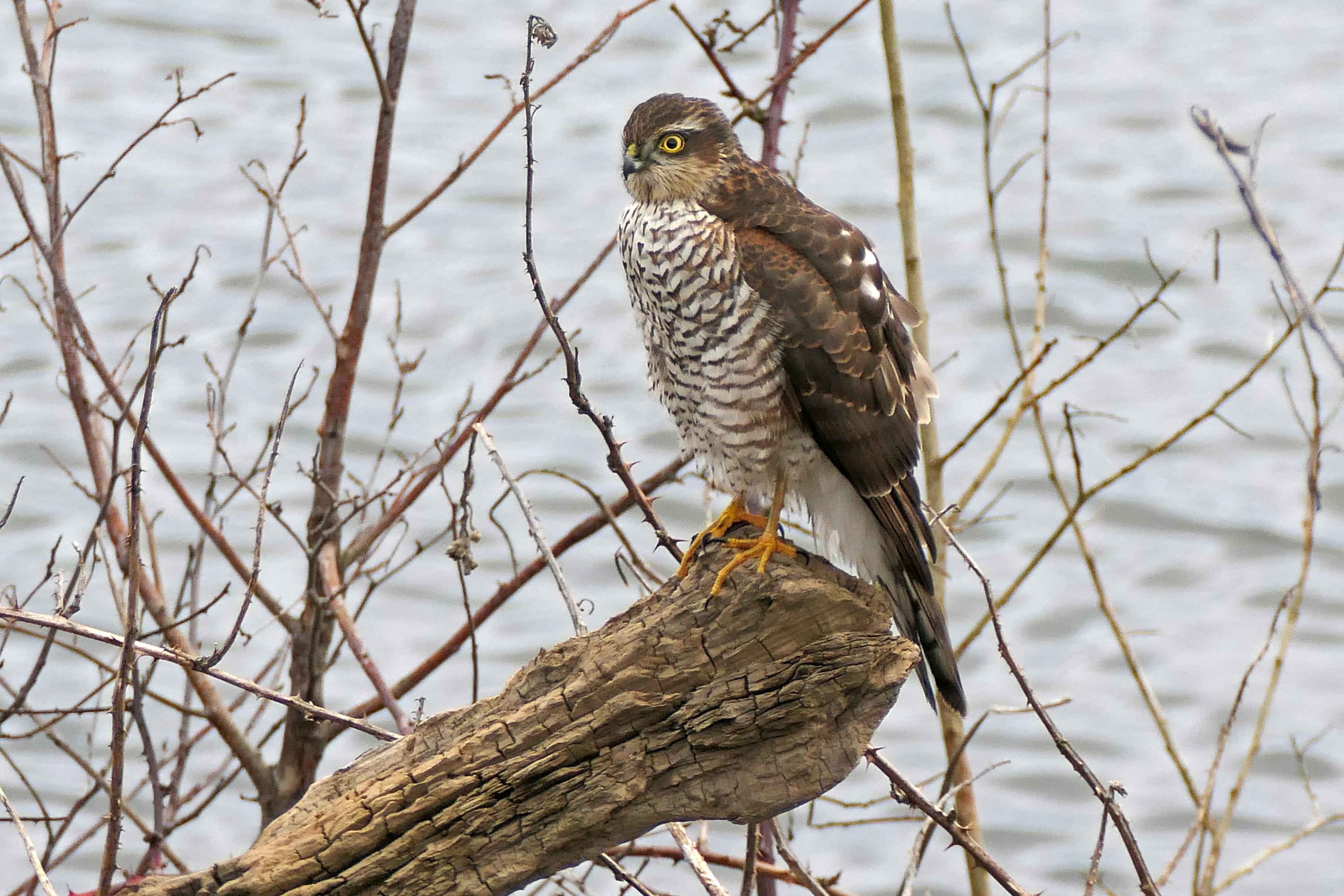 250101 sparrowhawk (3)