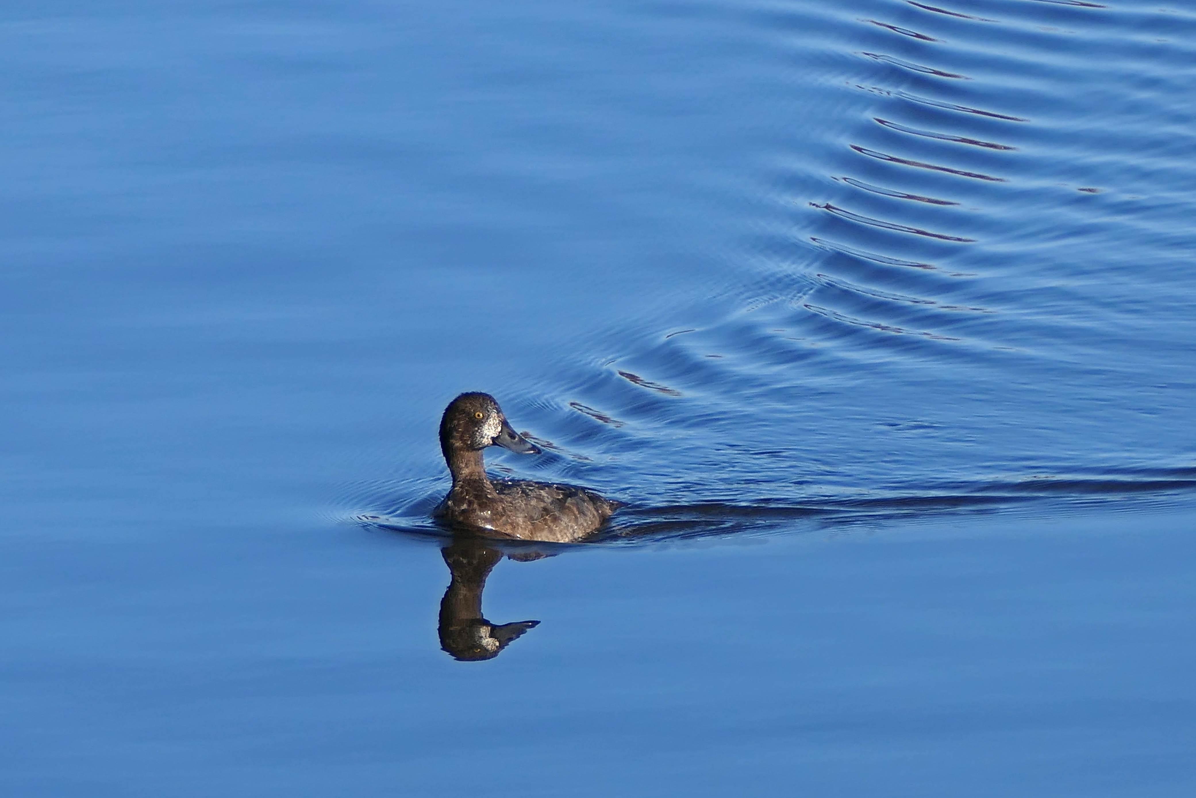 250103 scaup (2)