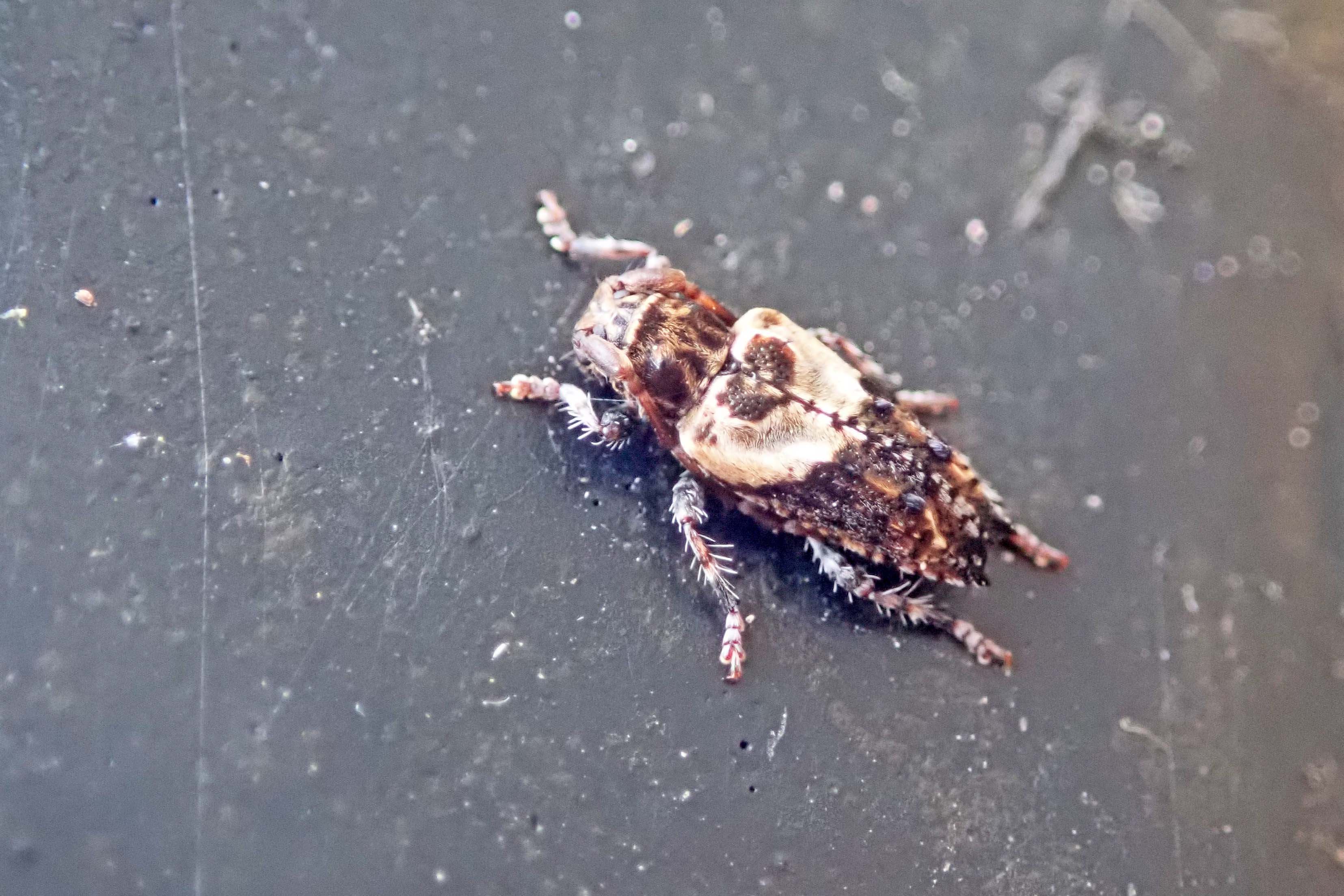 250104 Lesser Thorn-tipped Longhorn Beetle