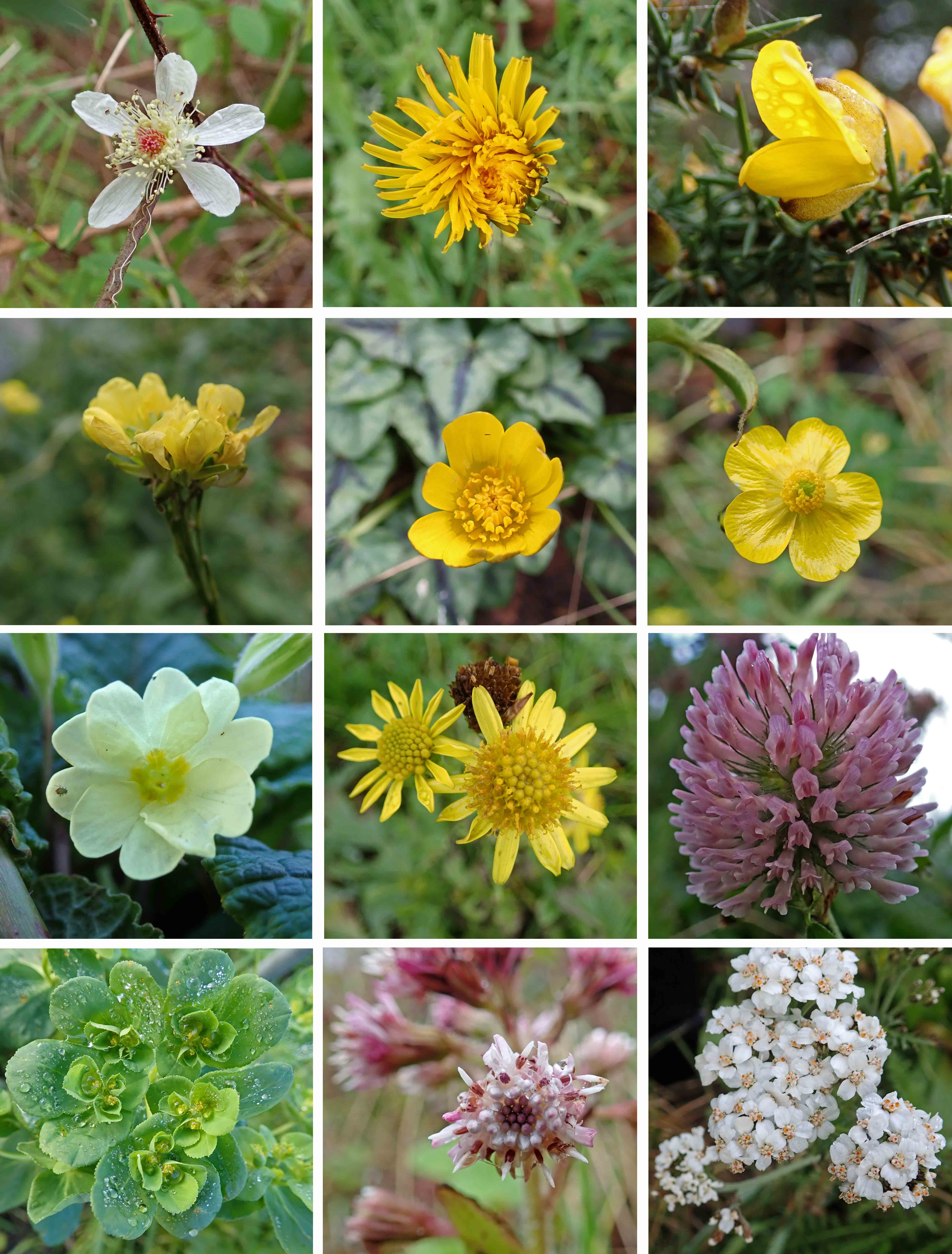 250105 wildflowers x12