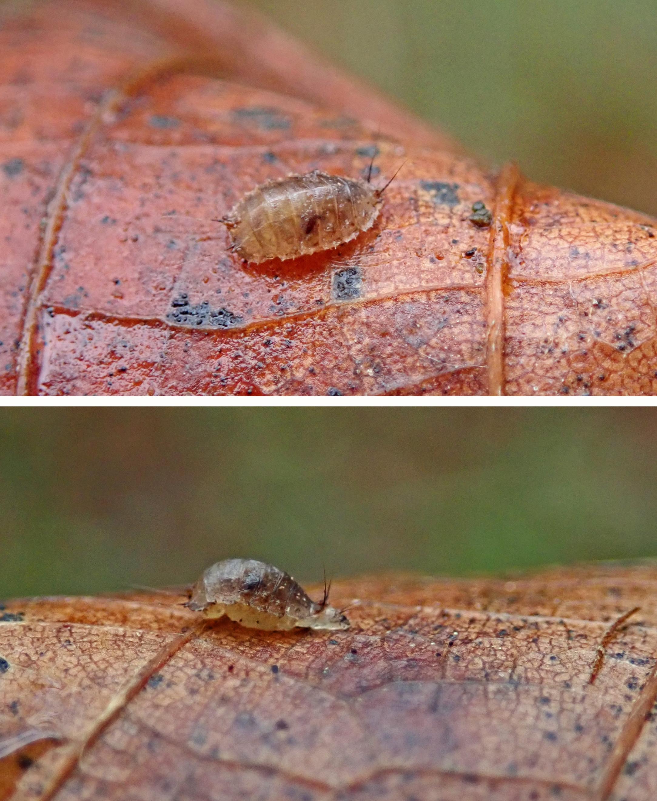 250107 Lonchoptera larva