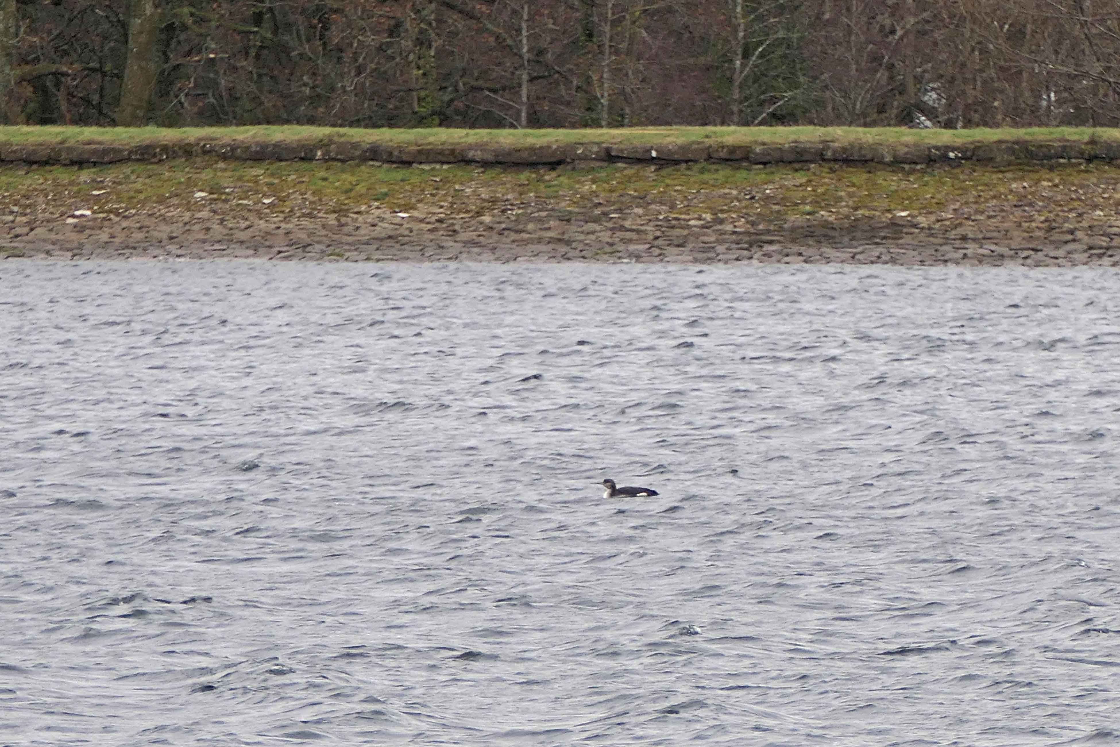 250108 black throated diver (1)