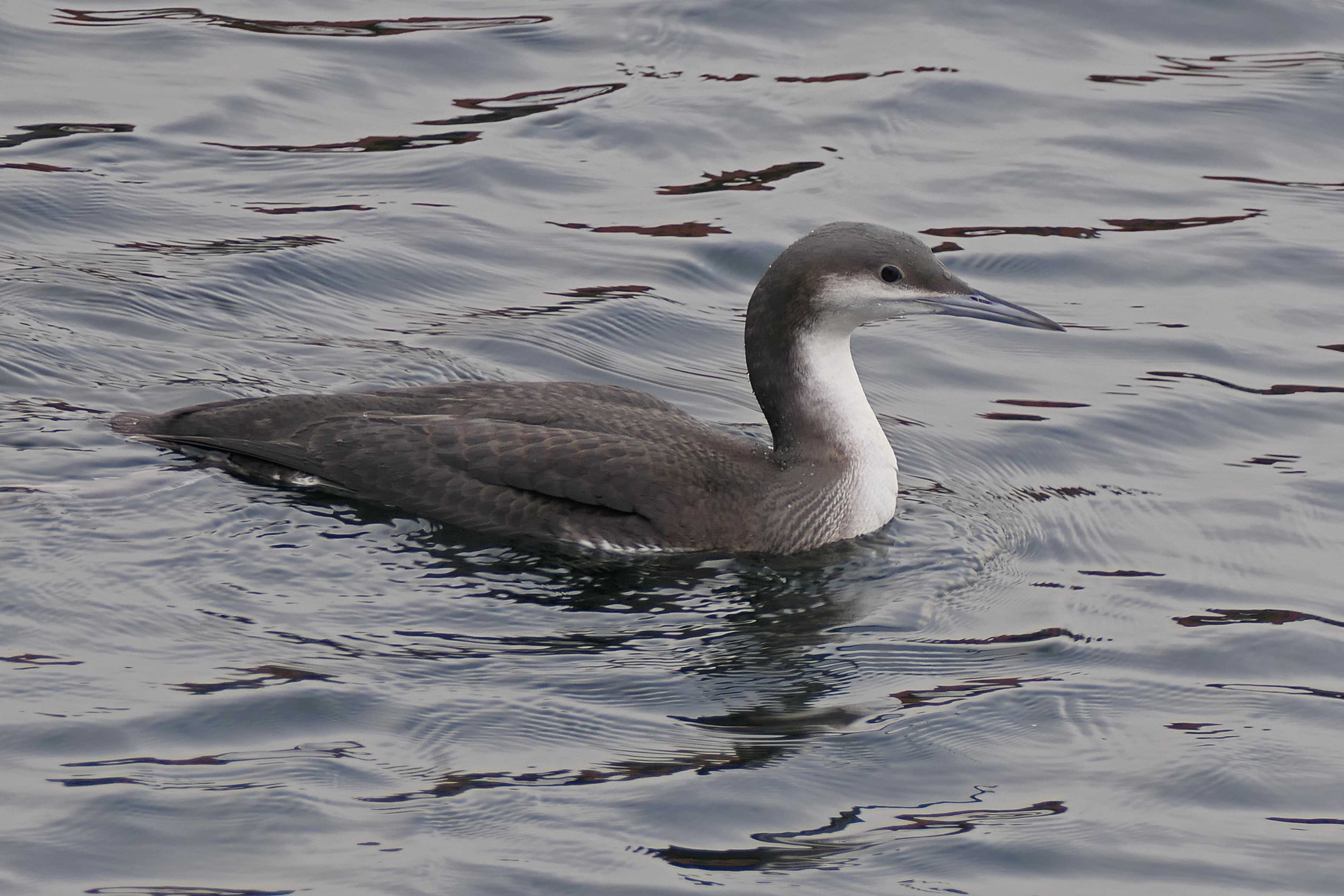 250108 black throated diver (2)