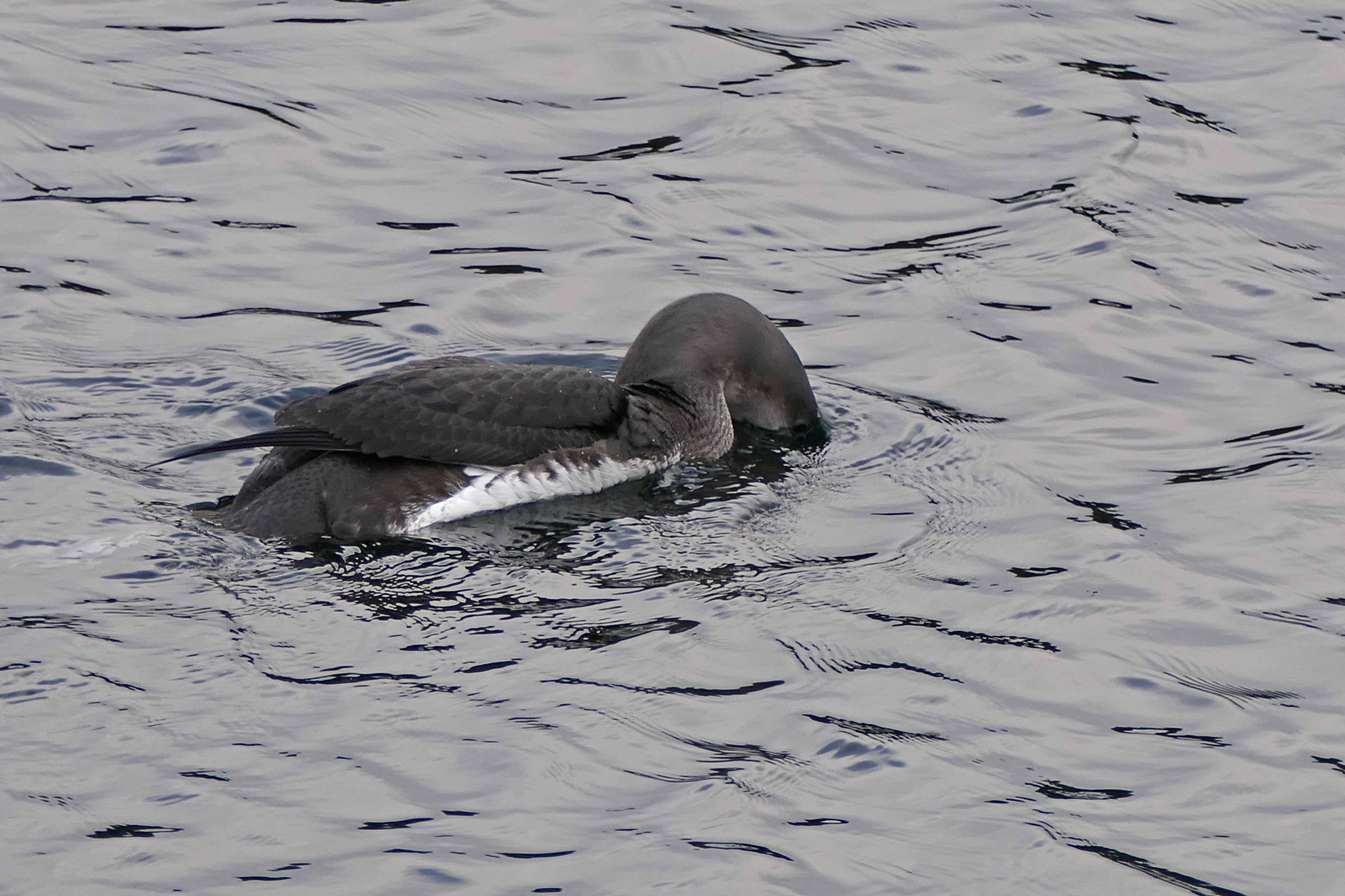 250108 black throated diver (3)