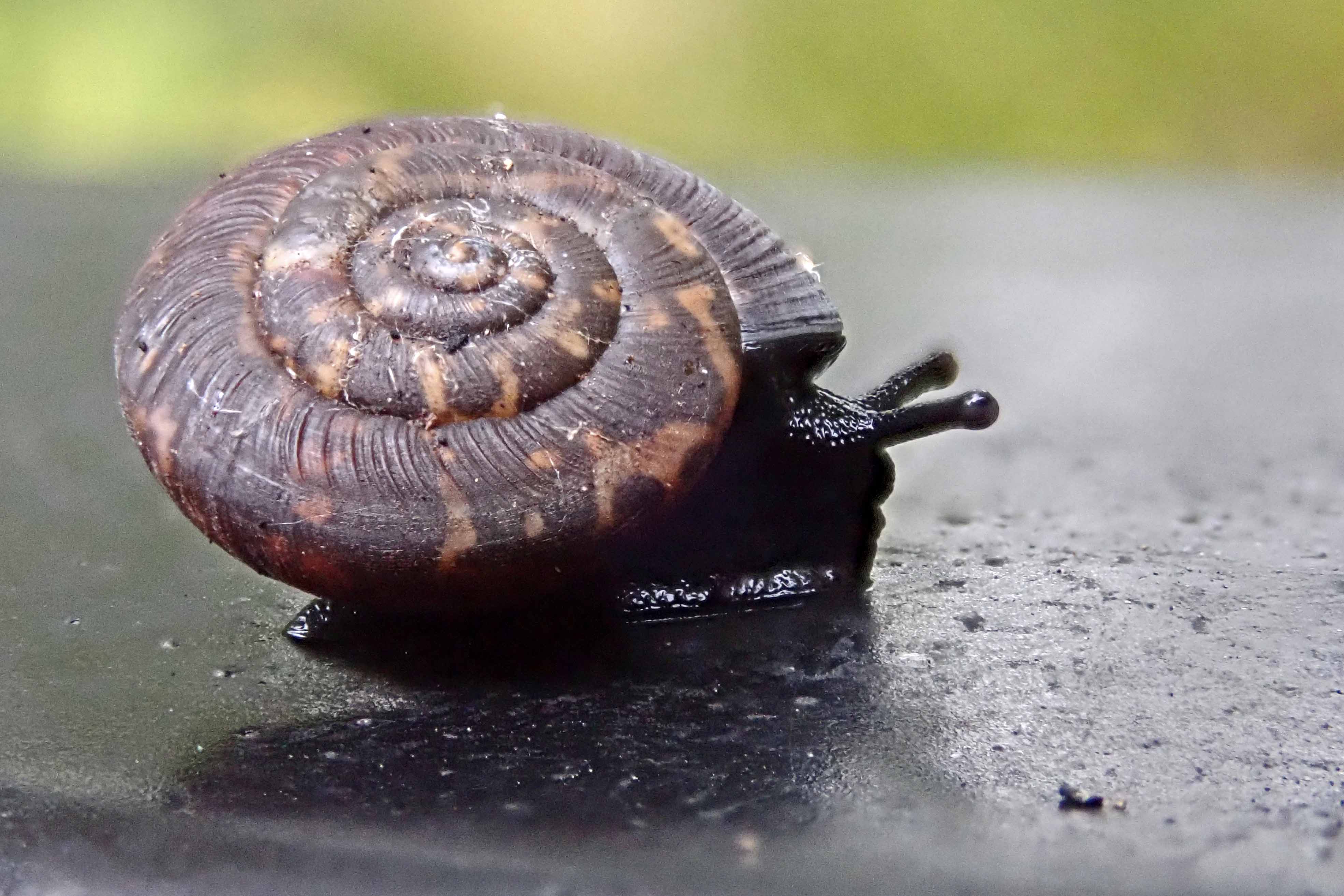 250109 snail Discus rotundatus