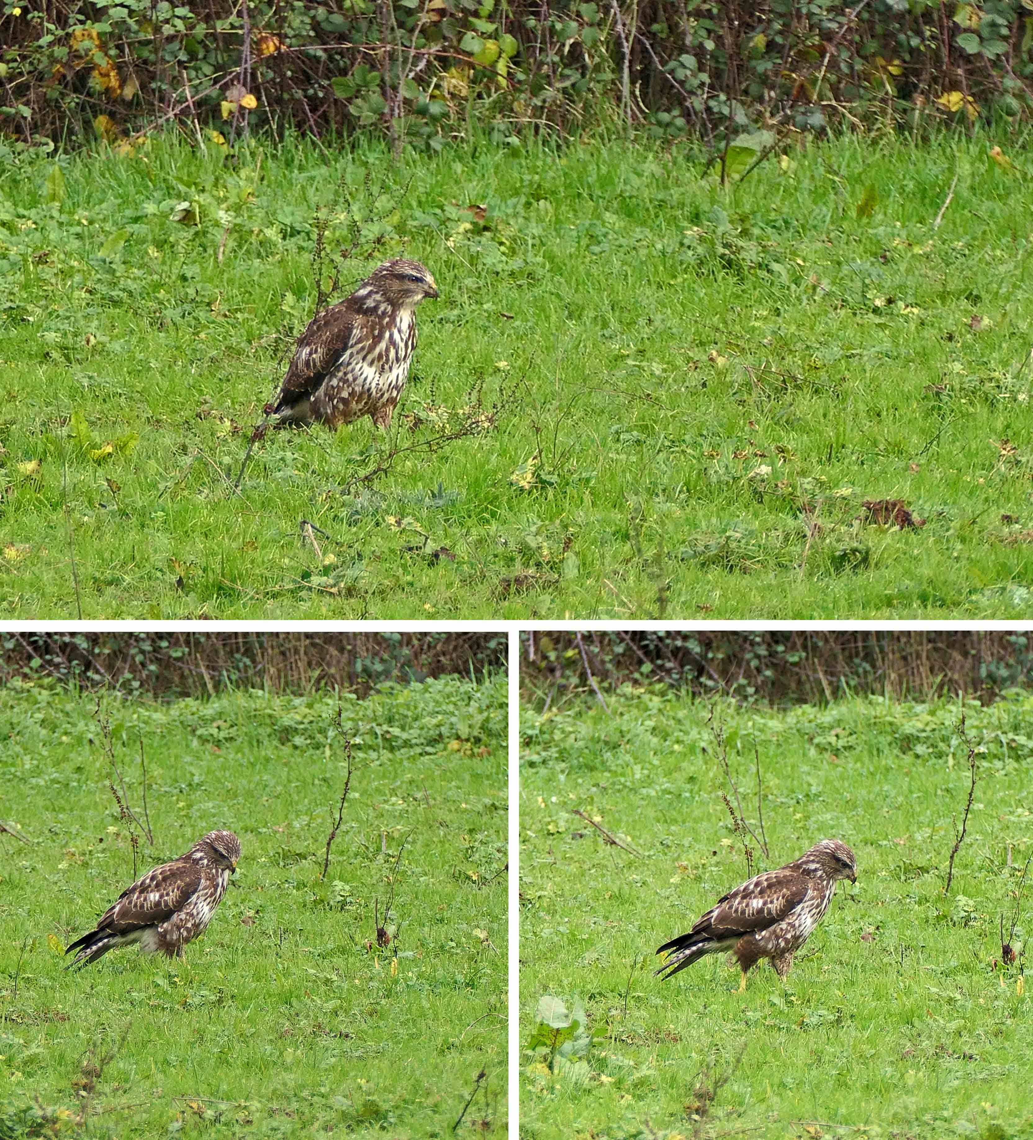 250110 buzzard