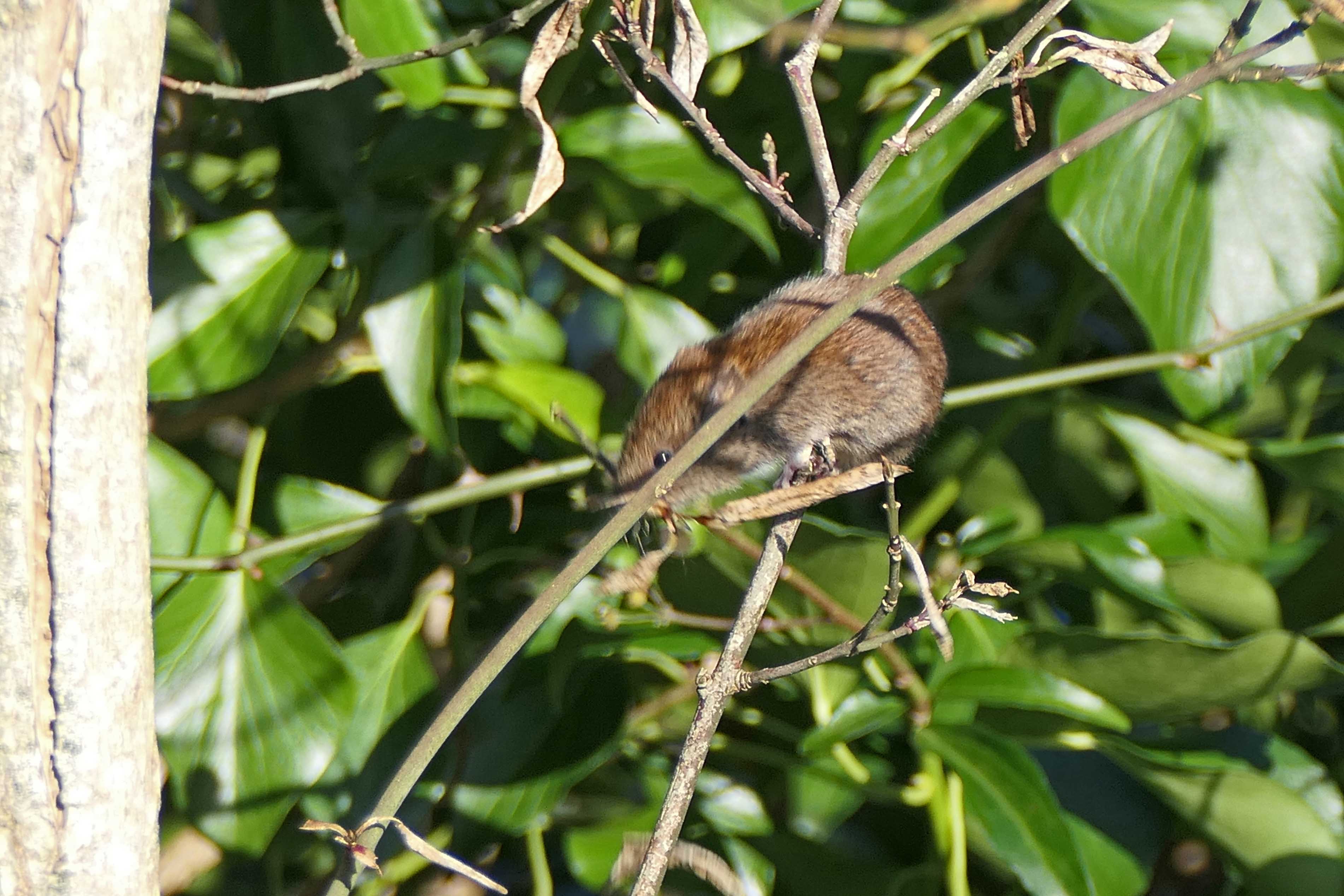 250111 bank vole (1)