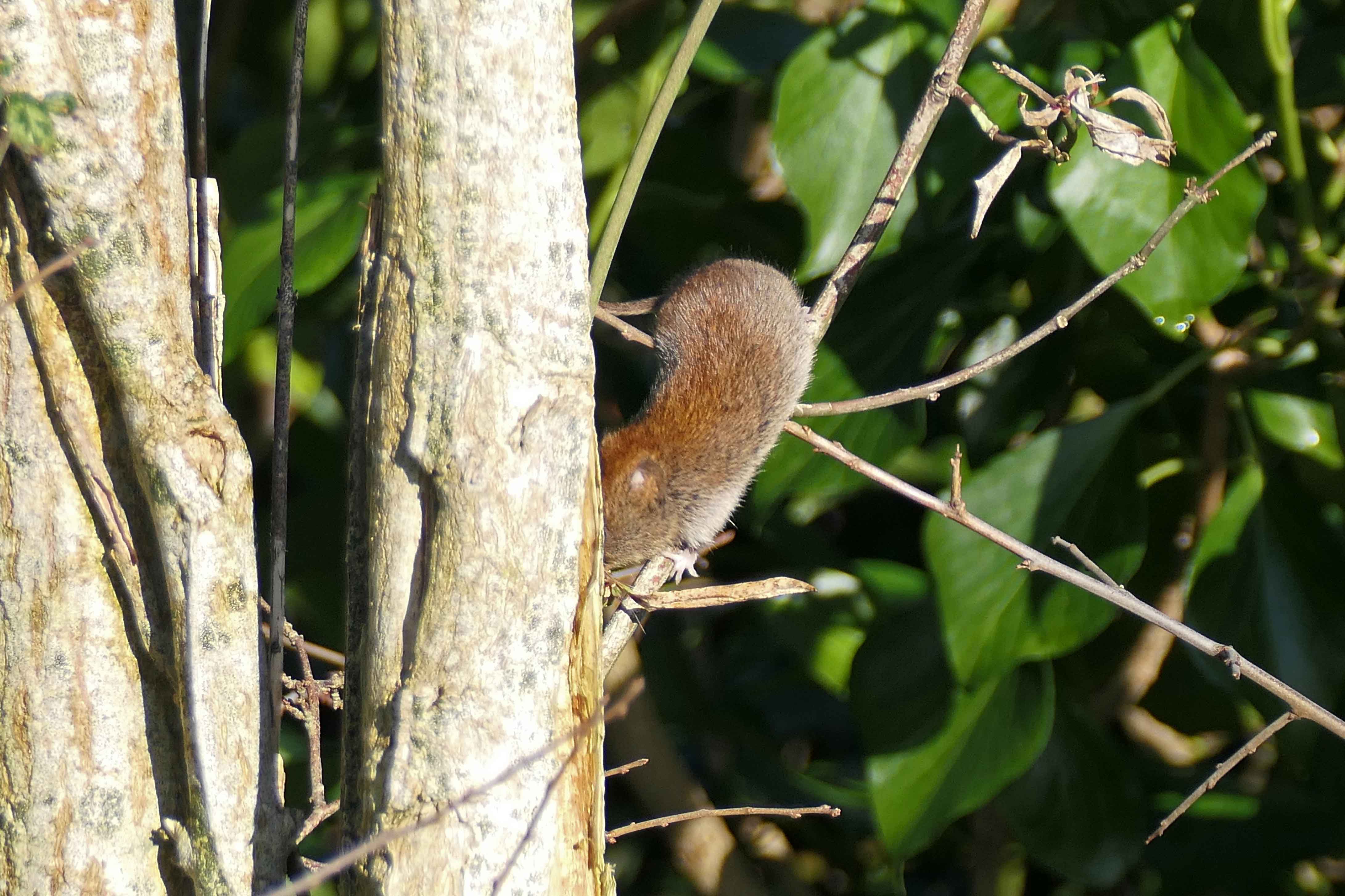 250111 bank vole (2)