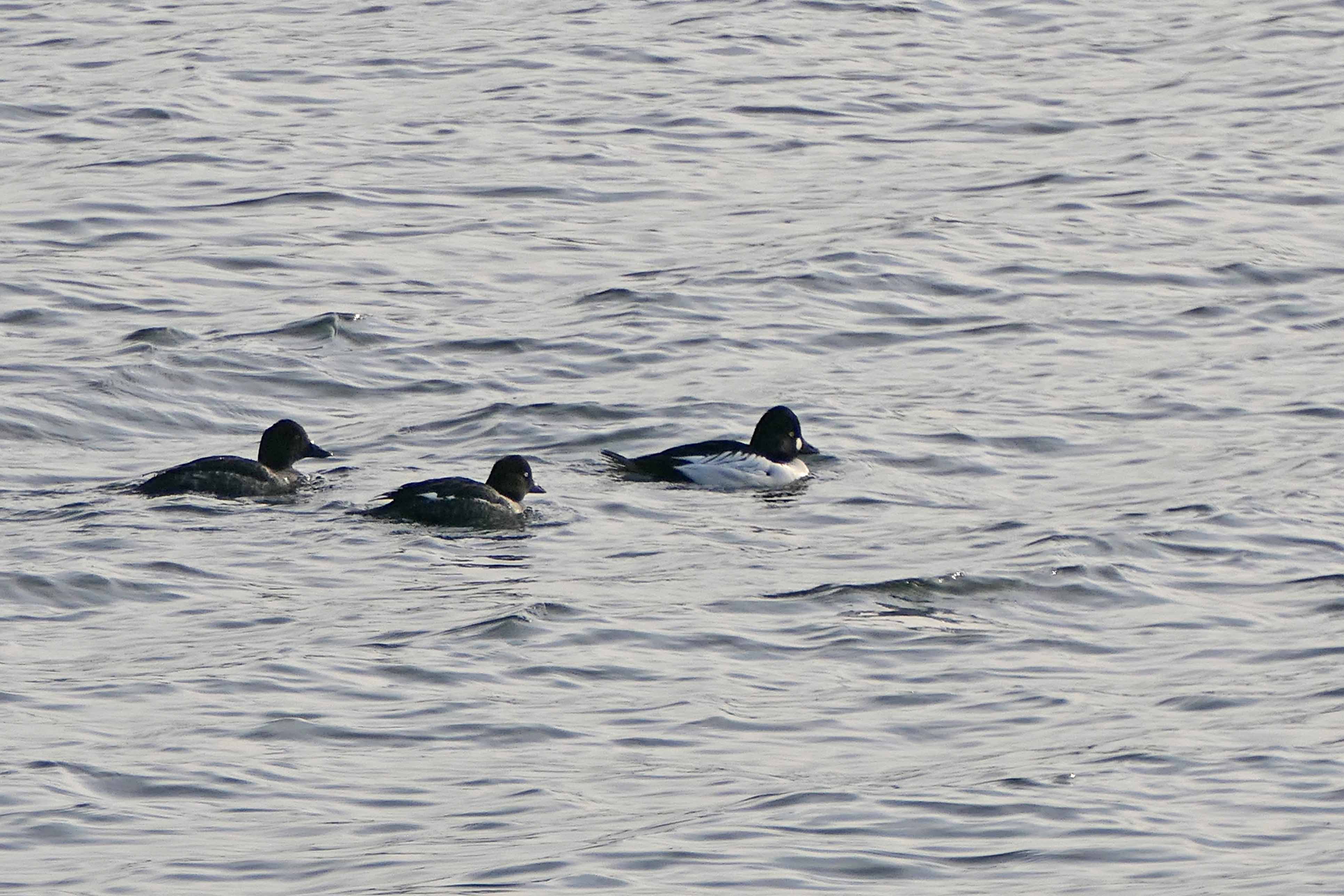 250116 goldeneye (3)