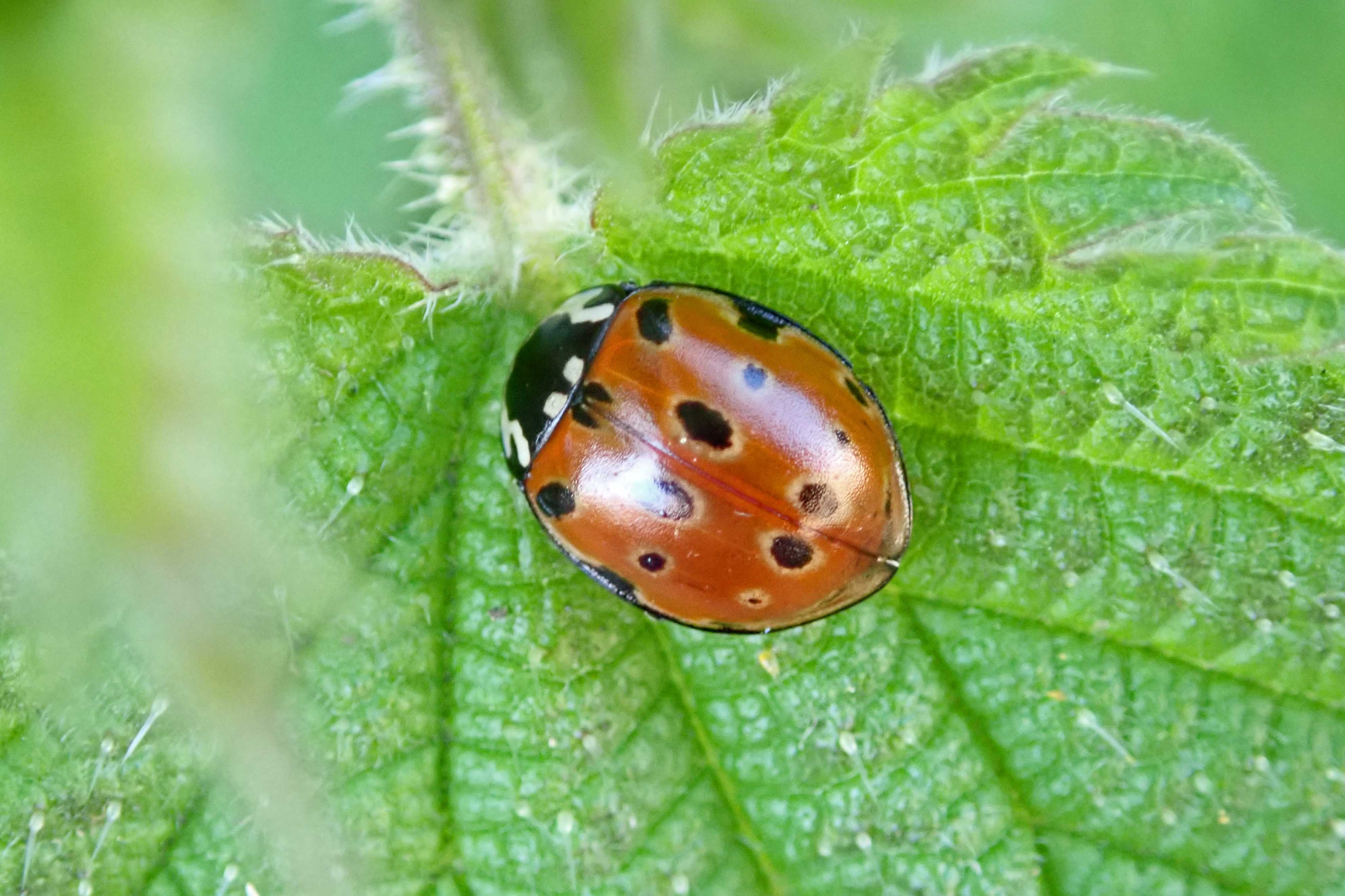 My first Eyed ladybird | earthstar