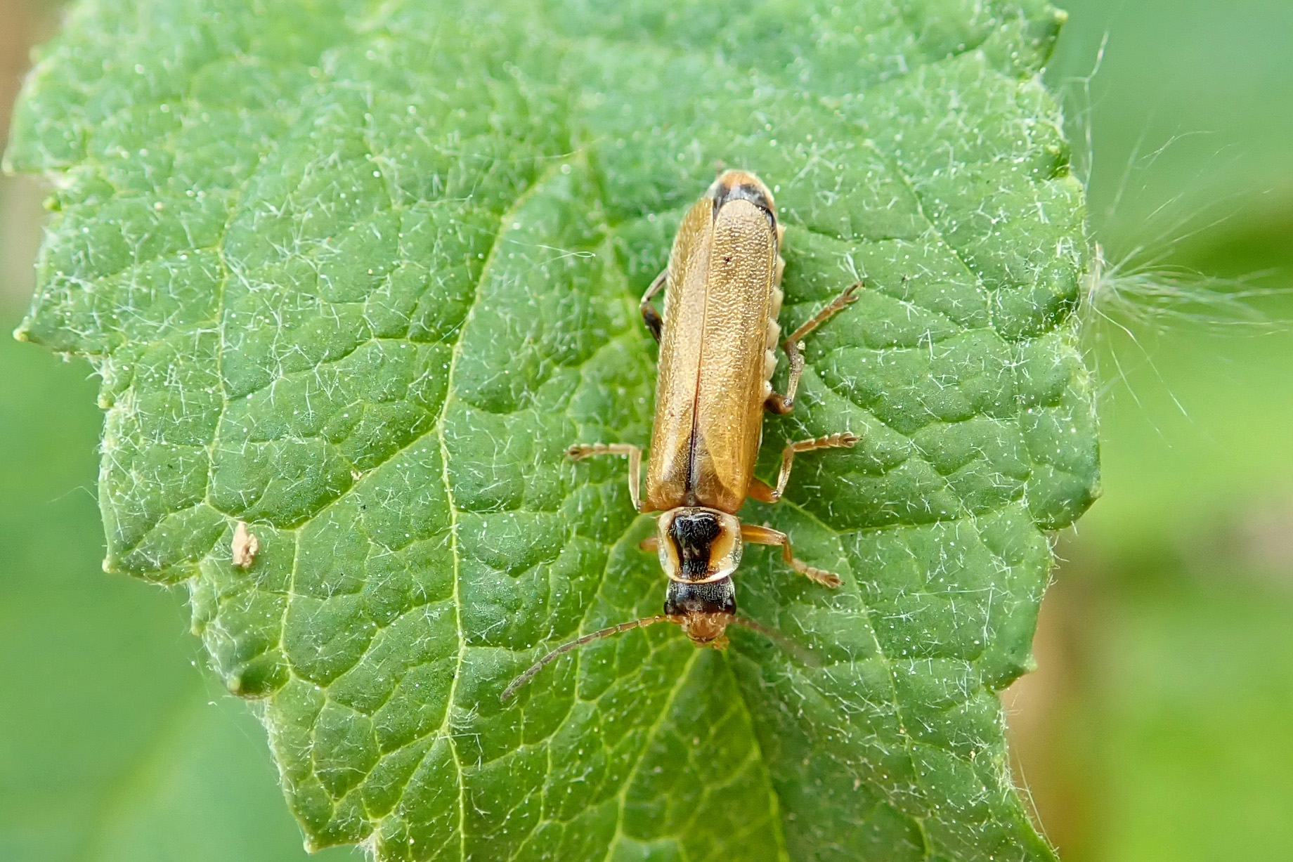 Cantharis decipiens | earthstar